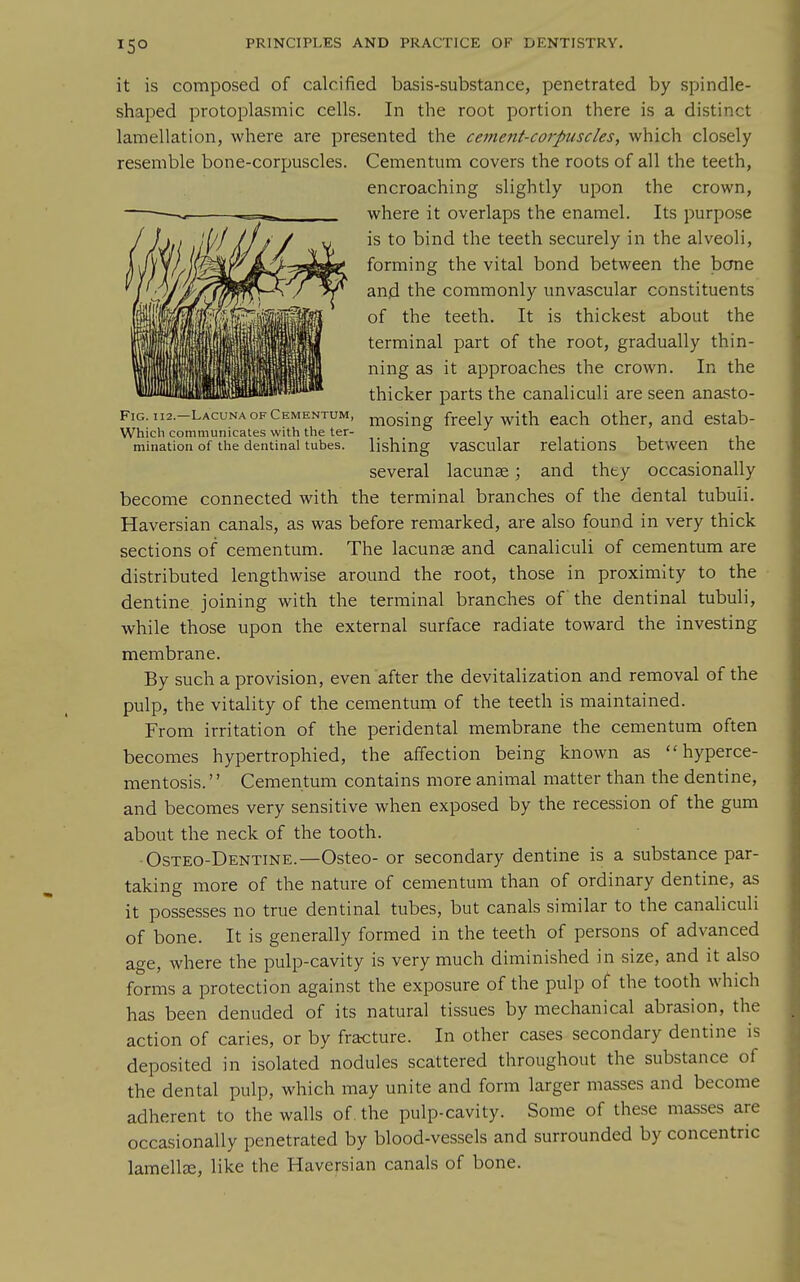 15° Fig. 112.—Lacuna OF Cementum Which communicates with the ter mination of the dentinal tubes. it is composed of calcified basis-substance, penetrated by spindle- shaped protoplasmic cells. In the root portion there is a distinct lamellation, where are presented the cement-coi'puscles, which closely resemble bone-corpuscles. Cementum covers the roots of all the teeth, encroaching slightly upon the crown, where it overlaps the enamel. Its purpose is to bind the teeth securely in the alveoli, forming the vital bond between the bone and the commonly unvascular constituents of the teeth. It is thickest about the terminal part of the root, gradually thin- ning as it approaches the crown. In the thicker parts the canaliculi are seen anasto- mosing freely with each other, and estab- lishing vascular relations between the several lacunae; and thty occasionally become connected with the terminal branches of the dental tubuii. Haversian canals, as was before remarked, are also found in very thick sections of cementum. The lacunae and canaliculi of cementum are distributed lengthwise around the root, those in proximity to the dentine joining with the terminal branches of the dentinal tubuii, while those upon the external surface radiate toward the investing membrane. By such a provision, even after the devitalization and removal of the pulp, the vitality of the cementum of the teeth is maintained. From irritation of the peridental membrane the cementum often becomes hypertrophied, the affection being known as  hyperce- mentosis.'' Cementum contains more animal matter than the dentine, and becomes very sensitive when exposed by the recession of the gum about the neck of the tooth. Osteo-Dentine.—Osteo- or secondary dentine is a substance par- taking more of the nature of cementum than of ordinary dentine, as it possesses no true dentinal tubes, but canals similar to the canaliculi of bone. It is generally formed in the teeth of persons of advanced age, where the pulp-cavity is very much diminished in size, and it also forms a protection against the exposure of the pulp of the tooth which has been denuded of its natural tissues by mechanical abrasion, the action of caries, or by fracture. In other cases secondary dentine is deposited in isolated nodules scattered throughout the substance of the dental pulp, which may unite and form larger masses and become adherent to the walls of. the pulp-cavity. Some of these masses are occasionally penetrated by blood-vessels and surrounded by concentric lamellee, like the Haversian canals of bone.