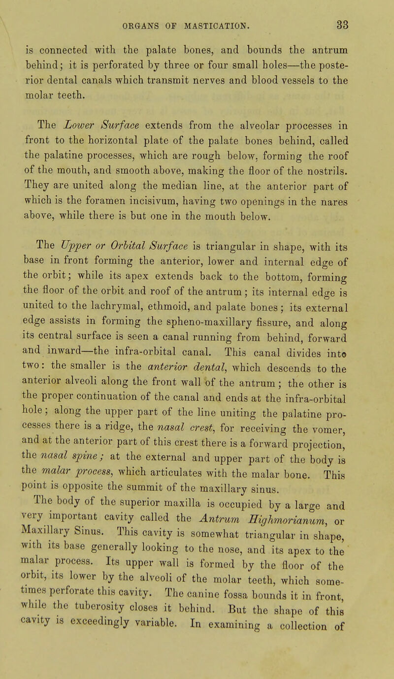 is connected with the palate bones, and bounds the antrum behind; it is perforated bj three or four small holes—the poste- rior dental canals which transmit nerves and blood vessels to the molar teeth. The Lower Surface extends from the alveolar processes in front to the horizontal plate of the palate bones behind, called the palatine processes, which are rough below, forming the roof of the mouth, and smooth above, making the floor of the nostrils. They are united along the median line, at the anterior part of which is the foramen incisivum, having two openings in the nares above, while there is but one in the mouth below. The Upper or Orbital Surface is triangular in shape, with its base in front forming the anterior, lower and internal edge of the orbit; while its apex extends back to the bottom, forming the floor of the orbit and roof of the antrum : its internal edo-e is united to the lachrymal, ethmoid, and palate bones; its external edge assists in forming the spheno-maxillary fissure, and along its central surface is seen a canal running from behind, forward and inward—the infra-orbital canal. This canal divides into two: the smaller is the anterior dental, which descends to the anterior alveoli along the front wall of the antrum; the other is the proper continuation of the canal and ends at the infra-orbital hole; along the upper part of the line uniting the palatine pro- cesses there is a ridge, the nasal crest, for receiving the vomer, and at the anterior part of this crest there is a forward projection, the nasal spine; at the external and upper part of the body is the malar process, which articulates with the malar bone. This point is opposite the summit of the maxillary sinus. The body of the superior maxilla is occupied by a large and very important cavity called the Antrum Highmorianum, or Maxillary Sinus. This cavity is somewhat triangular in shape, with its base generally looking to the nose, and its apex to the malar process. Its upper wall is formed by the floor of the orbit, its lower by the alveoli of the molar teeth, which some- times perforate this cavity. The canine fossa bounds it in front, while the tuberosity closes it behind. But the shape of this cavity is exceedingly variable. In examining a collection of