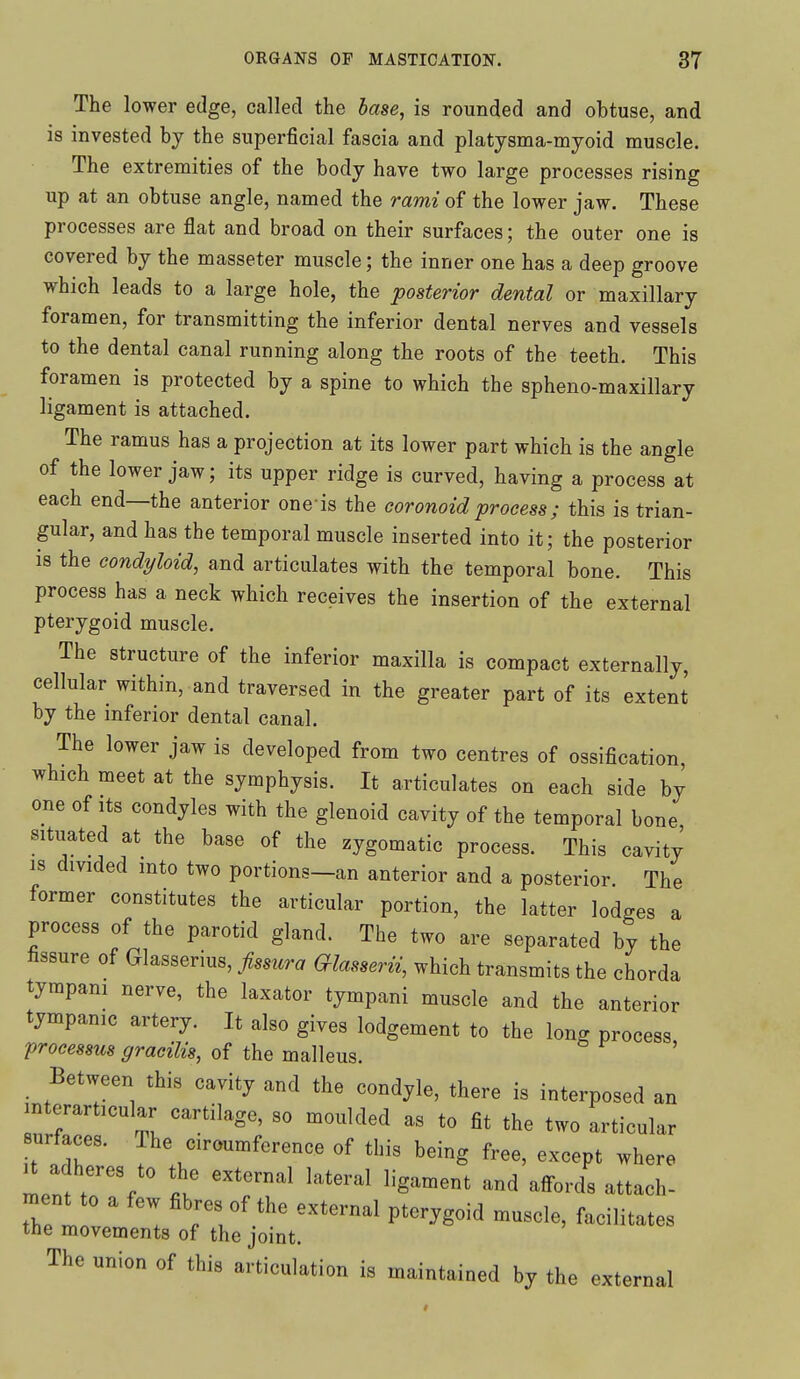 The lower edge, called the base, is rounded and obtuse, and is invested by the superficial fascia and platysma-myoid muscle. The extremities of the body have two large processes rising up at an obtuse angle, named the rami of the lower jaw. These processes are flat and broad on their surfaces; the outer one is covered by the masseter muscle; the inner one has a deep groove which leads to a large hole, the posterior dental or maxillary foramen, for transmitting the inferior dental nerves and vessels to the dental canal running along the roots of the teeth. This foramen is protected by a spine to which the spheno-maxillary ligament is attached. The ramus has a projection at its lower part which is the angle of the lower jaw; its upper ridge is curved, having a process at each end—the anterior one is the eoronoidprocess; this is trian- gular, and has the temporal muscle inserted into it; the posterior is the condyloid, and articulates with the temporal bone. This process has a neck which receives the insertion of the external pterygoid muscle. The structure of the inferior maxilla is compact externally, cellular within, and traversed in the greater part of its extent by the inferior dental canal. The lower jaw is developed from two centres of ossification, which meet at the symphysis. It articulates on each side by one of Its condyles with the glenoid cavity of the temporal bone situated at the base of the zygomatic process. This cavity IS divided into two portions-an anterior and a posterior. The former constitutes the articular portion, the latter lodges a process of the parotid gland. The two are separated by the fissure of Glasserius, fissura aiasserii, which transmits the chorda tympani nerve, the laxator tympani muscle and the anterior tympanic artery. It also gives lodgement to the long process processus gracilis, of the malleus. Between this cavity and the condyle, there is interposed interarticular cartilage, so moulded as to fit the two articula 7lT f of being free, except wher, U adheres to the external lateral ligament and affords attach- ment o a few fibres of the external pterygoid muscle, facilitates the movements of the joint. The union of this articulation is maintained by the external an ir lere