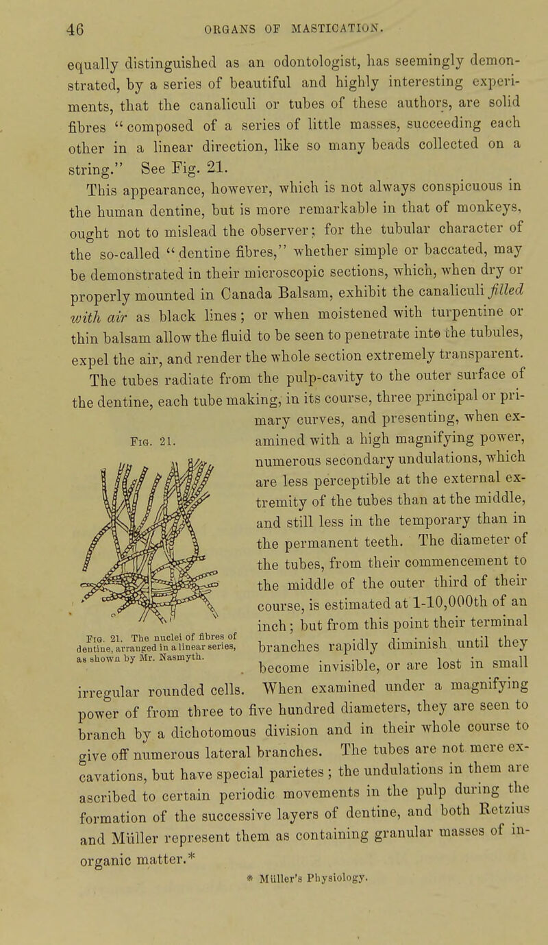 Fig. 21. equally distinguished as an odontologist, has seemingly demon- strated, by a series of beautiful and highly interesting experi- ments, that the canaliculi or tubes of these authors, are solid fibres composed of a series of little masses, succeeding each other in a linear direction, like so many beads collected on a string. See Fig. 21. This appearance, however, which is not always conspicuous in the human dentine, but is more remarkable in that of monkeys, ought not to mislead the observer; for the tubular character of the so-called  dentine fibres, whether simple or baccated, may be demonstrated in their microscopic sections, which, when dry or properly mounted in Canada Balsam, exhibit the canaliculi filled with air as black lines; or when moistened with turpentine or thin balsam allow the fluid to be seen to penetrate into the tubules, expel the air, and render the whole section extremely transparent. The tubes radiate from the pulp-cavity to the outer surface of the dentine, each tube making, in its course, three principal or pri- mary curves, and presenting, when ex- amined with a high magnifying power, numerous secondary undulations, which are less perceptible at the external ex- tremity of the tubes than at the middle, and still less in the temporary than in the permanent teeth. The diameter of the tubes, from their commencement to the middle of the outer third of their course, is estimated at l-10,000th of an inch; but from this point their terminal branches rapidly diminish until they become invisible, or are lost in small When examined under a magnifying power of from three to five hundred diameters, they are seen to branch by a dichotomous division and in their whole course to give off numerous lateral branches. The tubes are not mere ex- cavations, but have special parietes ; the undulations in them are ascribed to certain periodic movements in the pulp during the formation of the successive layers of dentine, and both Retzius and Muller represent them as containing granular masses of in- organic matter.* if' Miiller's Physiology. Fig. 21. The nuclei of fibres of deutiue, arranged in a linear series, as shown by iWr. Nasmyth. irregular rounded cells.