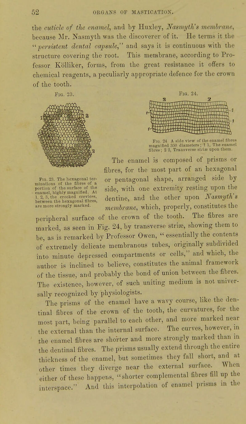 the cuticle of the enamel, and by Huxley, NasmytKs membrane, because Mr. Nasmyth was the discoverer of it. He terras it the persistent dental capsule, and says it is continuous with the structure covering the root. This membrane, according to Pro- fessor KoUiker, forms, from the great resistance it offers to chemical reagents, a peculiarly appropriate defence for the crown of the tooth. Fig. 23. Fig. 24. FiQ. 23. The hexagonal ter- minations of the fibres of a portion of the surface of the euamel, highly magnified. At 1, 2, 3, the crooked creviess, between the hexagonal fibres, are more strongly marked. Fiu. 24 A side view of the enamel fibres magnified .3.')n diameters; 1 1, The enamel fibres; 2 2, Transverse striaj upon them. The enamel is composed of prisms or fibres, for the most part of an hexagonal or pentagonal shape, arranged side by side, with one extremity resting upon the dentine, and the other upon Nasmytlis membrane, which, properly, constitutes the peripheral surface of the crown of the tooth. The fibres are marked, as seen in Fig. 24, by transverse striae, showing them to be, as is remarked by Professor Owen,  essentially the contents of extremely delicate membranous tubes, originally subdivided into minute depressed compartments or cells, and which, the author is inclined to believe, constitutes the animal framework of the tissue, and probably the bond of union between the fibres. The existence, however, of such uniting medium is not univer- sally recognized by physiologists. The prisms of the enamel have a wavy course, like the den- tinal fibres of the crown of the tooth, the curvatures, for the most part, being parallel to each other, and more marked near the external than the internal surface. The curves, however, in the enamel fibres are shoVter and more strongly marked than in the dentinal fibres. The prisms usually extend through the entire thickness of the enamel, but sometimes they fall short, and at other times they diverge near the external surface. When either of these happens, shorter complcmental fibres fill up the interspace. And this interpolation of enamel prisms in the