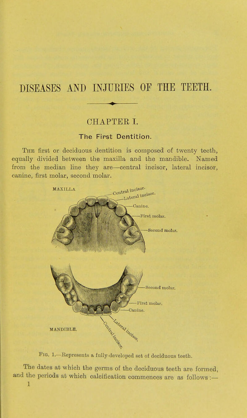 DISEASES AND INJURIES OF THE TEETH. CHAPTEB, T. The First Dentition. The first or deciduous dentition is composed of twenty teeth, equally divided between the maxilla and the mandible. Named from the median line they are—central incisor, lateral incisor, canine, first molar, second molar. MAXILLA , liticiso*- Fig. 1.—Repreaonts a fully-developed set of deciduous teeth. The dates at which the germs of the deciduous teeth are formed, and the periods at which calcification commences are as follows :—