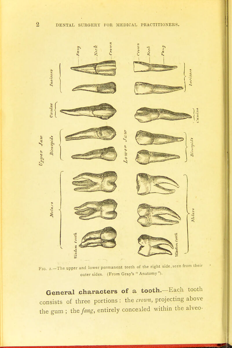 outer sides. (From Gray's  Anatomy). General characters of a tooth.—Each consists of three portions : the crown, projecting the gum ; the fang, entirely concealed within the ^^^^VMM^^^^ fe,