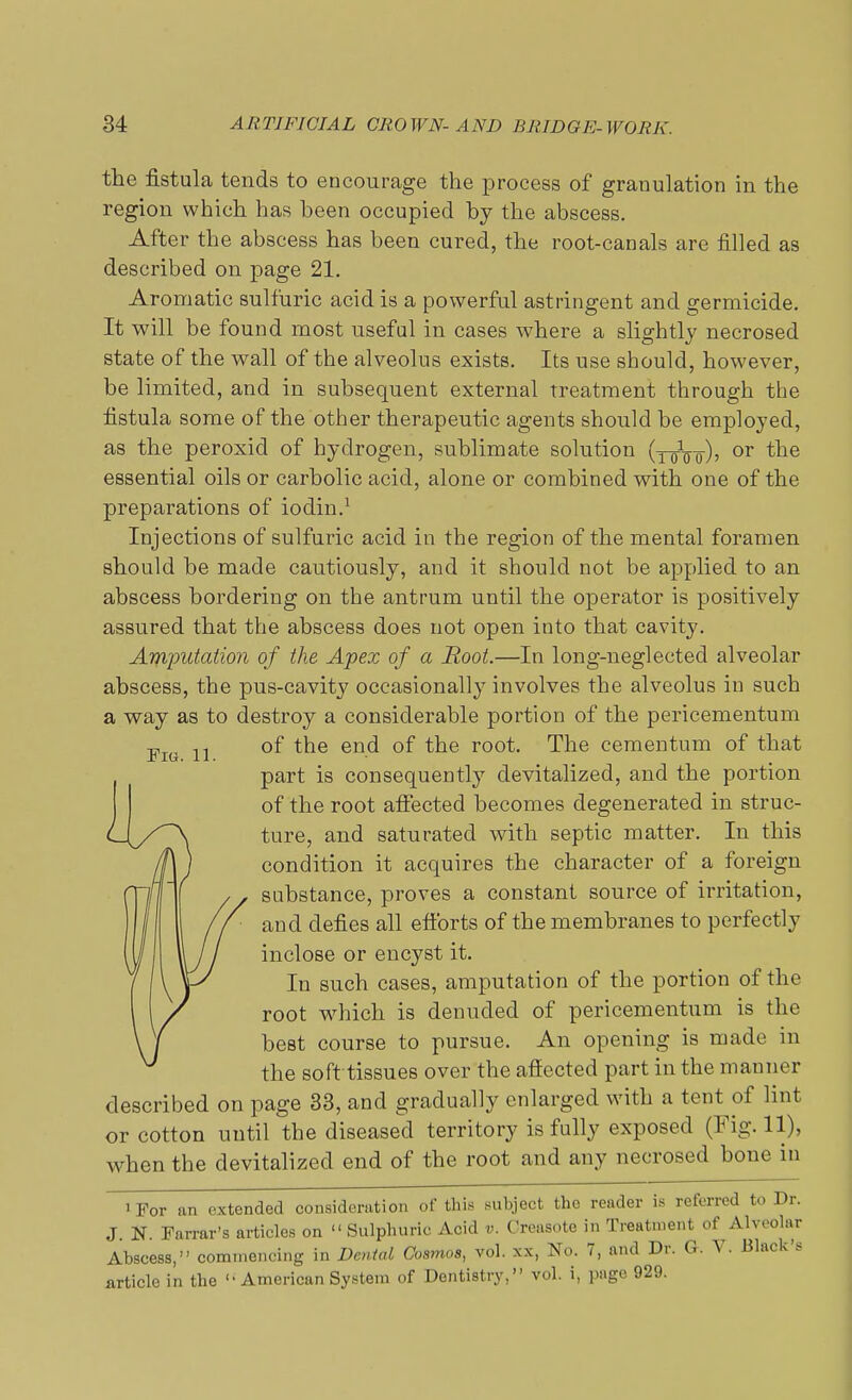 the fistula tends to encourage the process of granulation in the region which has been occupied by the abscess. After the abscess has been cured, the root-canals are filled as described on page 21. Aromatic sulfuric acid is a powerful astringent and germicide. It will be found most useful in cases where a slightly necrosed state of the wall of the alveolus exists. Its use should, however, be limited, and in subsequent external treatment through the fistula some of the other therapeutic agents should be employed, as the peroxid of hydrogen, sublimate solution (y^V<r)> or the essential oils or carbolic acid, alone or combined with one of the preparations of iodin.1 Injections of sulfuric acid in the region of the mental foramen should be made cautiously, and it should not be applied to an abscess bordering on the antrum until the operator is positively assured that the abscess does not open into that cavity. Amjnitation of the Apex of a Hoot.—In long-neglected alveolar abscess, the pus-cavity occasionally involves the alveolus in such a way as to destroy a considerable portion of the pericementum Pig 11 °f tne en-^ °f ^e root' cementuin °f that part is consequently devitalized, and the portion of the root affected becomes degenerated in struc- ture, and saturated with septic matter. In this condition it acquires the character of a foreign substance, proves a constant source of irritation, and defies all efforts of the membranes to perfectly inclose or encyst it. In such cases, amputation of the portion of the root which is denuded of pericementum is the best course to pursue. An opening is made in the soft tissues over the affected part in the manner described on page 33, and gradually enlarged with a tent of lint or cotton until the diseased territory is fully exposed (Fig. 11), w hen the devitalized end of the root and any necrosed bone in iFor an extended consideration of this subject the reader is referred to Dr. J. N. Farrar's articles on  Sulphuric Acid v. Creasote in Treatment of Alveolar Abscess, commencing in Denial Cosmos, vol. xx, No. 7, and Dr. G. V. Black's article in the '• American System of Dentistry, vol. i, page 929.