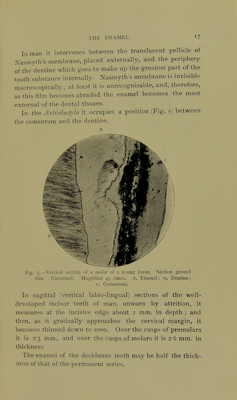 In man it intervenes between the translucent pellicle of Nasmyth's membrane, placed externally, and the periphery of the dentine which goes to make up the greatest part of the tooth substance internally. Nasmyth's membrane is invisible macroscopically ; at least it is unrecognisable, and, therefore, as this film becomes abraded the enamel becomes the most external of the dental tissues. In the Artiodactyla it occupies a position (Fig. 5) between the cementum and the dentine. E 1 '% /I '11 Fig. 5.—Vertical section of a molar of a young horse. Section ground thin. Unstained. Magnilied 45 times. E. Enamel; D. Dentine; c, Cementum. In sagittal (vertical labio-lingual) sections of the well- developed incisor teeth of man, unworn by attrition, it measures at the incisive edge about 2 mm. in depth ; and then, as it gradually approaches the cervical margin, it becomes thinned down to zero. Over the cusps of premolars it is 2*3 mm., and over the cusps of molars it is 2'6 mm. in thickness. The enamel of the deciduous teeth may be half the thick-, ness of that of the permanent series.