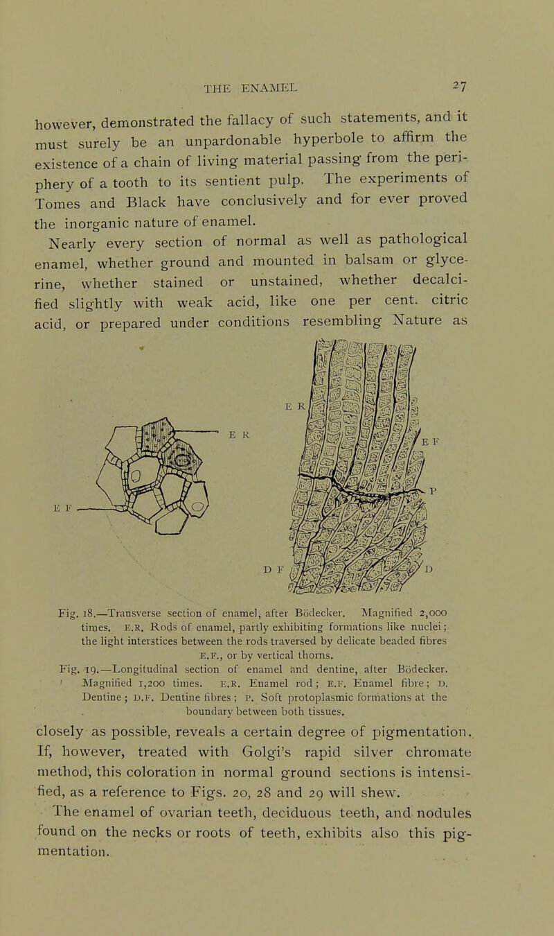 however, demonstrated the fallacy of such statements, and it must surely be an unpardonable hyperbole to affirm the existence of a chain of living material passing from the peri- phery of a tooth to its sentient pulp. The experiments of Tomes and Black have conclusively and for ever proved the inorganic nature of enamel. Nearly every section of normal as well as pathological enamel, whether ground and mounted in balsam or glyce- rine, whether stained or unstained, whether decalci- fied slightly with weak acid, like one per cent, citric acid, or prepared under conditions resembling Nature as Fig. 18.—Transverse section of enamel, after Bodecker. Magnified 2,000 times. E.R. Rods of enamel, partly exhibiting formations like nuclei; the light interstices between the rods traversed by delicate beaded fibres E.F., or by vertical thorns. Fig. 19.—Longitudinal section of enamel and dentine, alter Bodecker. ' Magnified 1,200 times. e.r. Enamel rod; E.F. Enamel fibre; u. Dentine ; U.F. Dentine fibres ; P. Soft protoplasmic formations at the boundary between both tissues. closely as possible, reveals a certain degree of pigmentation. If, however, treated with Golgi's rapid silver chromate method, this coloration in normal ground sections is intensi- fied, as a reference to Figs. 20, 28 and 29 will shew. The enamel of ovarian teeth, deciduous teeth, and nodules found on the necks or roots of teeth, exhibits also this pig- mentation.