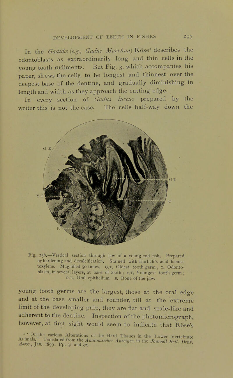 In the Gadidce [e.g., Gadus Morrhud) Rose' describes the odontoblasts as extraordinarily long and thin cells in the young tooth rudiments. But Fig. 3, which accompanies his paper, sh ew5 the cells to be longest and thinnest over the deepest base of the dentine, and gradually diminishing in length and width as they approach the cutting edge. In every section of Gadtis luscus prepared by the writer this is not the case. The cells half-way down the YX Fig. 236.—Vertical section through jaw of a young cod fish. Prepared by hardening and decalcification. Stained with Ehrlich's acid hasma- toxylene. Magnified 50 times. o.T. Oldest tooth germ ; o. Odonto- blasts, in several layers, at base of tooth ; y.t. Youngest tooth germ ; O.K. Oral epithelium B. Bone of the jaw. young tooth germs are the largest, those at the oral edge and at the base smaller and rounder, till at the extreme limit of the developing pulp, they are fiat and scale-like and adherent to the dentine. Inspection of the photomicrograph, however, at first sight would seem to indicate that Rose's ' On Uie various Alterations of the Hard Tissues in the Lower Vertebrate Anmials Iranslated from the Anatomischer Anzziger, in the Journal Brit Dent .<45soc., Jan., 1899. Pp. 31 and32.