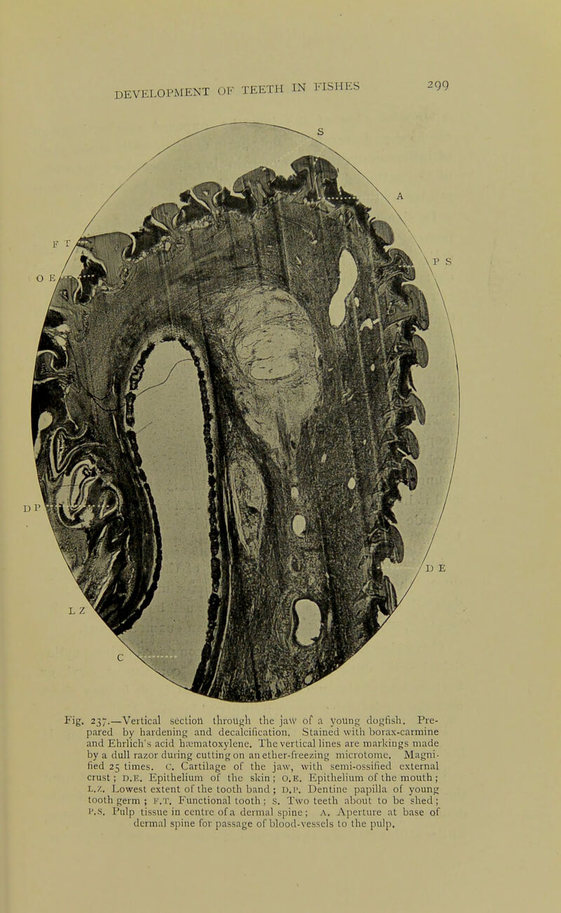 ^^S- 237.—Vertical section lliioUj:;!! the jaw of a j'oung dogfish. Pre- pared by hardening and decalcification. Stained with borax-carmine and Ehrlich's acid bajmatoxylene. The vertical lines are markings made by a dull razor during cutting on an ether-freezing microtome. Magni- fied 25 times. C. Cartilage of the jaw, with semi-ossified external crust; D.E. Epithelium of the skin; o.E. Epithelium of the mouth; L.z. Lowest extent of the tooth band; D.i'. Dentine papilla of young tooth germ ; F.'r. Functional tooth ; s. Two teeth about to be shed; P.S. Pulp tissue in centre of a dermal spine; A. Aperture at base of dermal spine for passage of blood-vessels to the pulp.