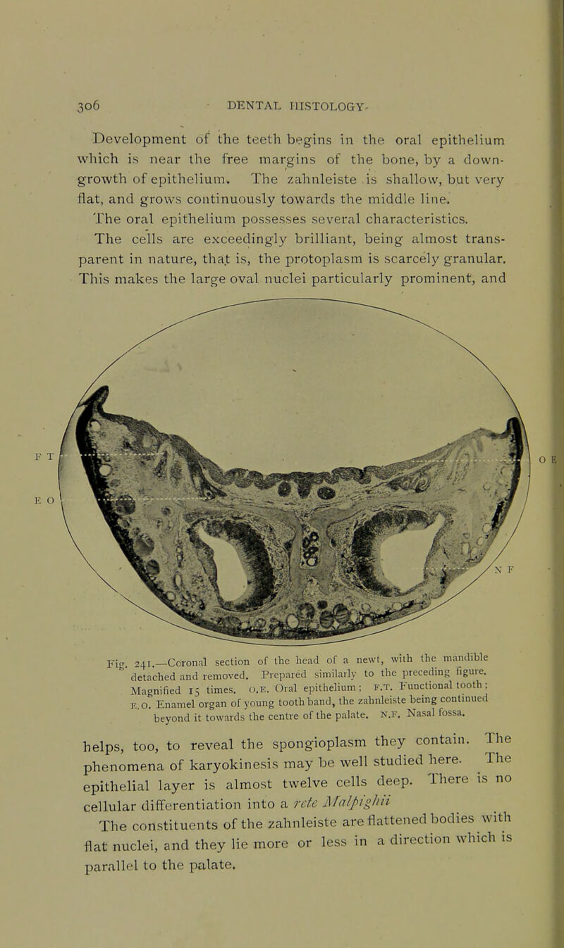 Development of the teeth begins in the oral epithelium which is near the free margins of the bone, by a down- growth of epithelium. The zahnleiste is shallow, but very- flat, and grows continuously towards the middle line. The oral epithelium possesses several characteristics. The cells are exceedingly brilliant, being almost trans- parent in nature, that is, the protoplasm is scarcely granular. This makes the large oval nuclei particularly prominent, and Ficx 241.—Coronal section of the head of a newt, with the mandible detached and removed. Prepared similarly to the preceding figure. Magnified 15 times, o.e. Oral epithelium; f.t. Functional tooth; K O Enamel organ of young tooth band, the zahnleiste bemg contmued beyond it towards the centre of the palate. N.F. Nasal fossa. helps, too, to reveal the spongioplasm they contain. The phenomena of karyokinesis may be well studied here. The epithelial layer is almost twelve cells deep. There is no cellular differentiation into a rete Malpighii The constituents of the zahnleiste are flattened bodies with flat nuclei, and they lie more or less in a direction which is parallel to the palate.