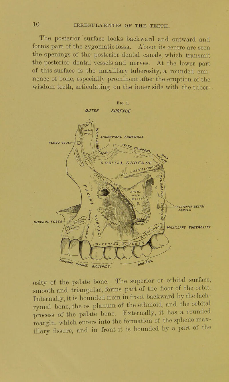 The posterior surface looks backward and outward and forms part of the zygomatic fossa. About its centre arc seen the openings of the posterior dental canals, which transmit the posterior dental vessels and nerves. At the lower part of this surface is the maxillary tuberosity, a rounded emi- nence of bone, especially prominent after the eruption of the wisdom teeth, articulating on the inner side with the tuber- Fig. i. OUTER SURFACE osity of the palate bone. The superior or orbital surface, smooth and triangular, forms part of the floor of the orbit. Internally, it is bounded from in front backward by the lach- rymal bone, the os planum of the ethmoid, and the orbital process of the palate bone. Externally, it lias a rounded margin, which enters into the formation of the sphenomax- illary fissure, and in front it is bounded by a part of the
