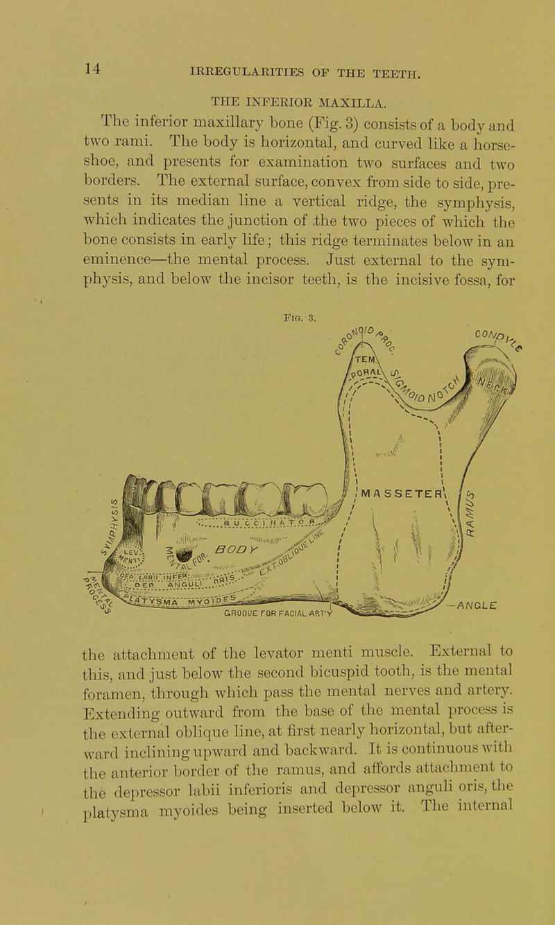 THE INFERIOR MAXILLA. The inferior maxillary bone (Fig. 3) consists of a body and two rami. The body is horizontal, and curved like a horse- shoe, and presents for examination two surfaces and two borders. The external surface, convex from side to side, pre- sents in its median line a vertical ridge, the symphysis, which indicates the junction of .the two pieces of which the bone consists in early life; this ridge terminates below in an eminence—the mental process. Just external to the sym- physis, and below the incisor teeth, is the incisive fossa, for Fig. 3. the attachment of the levator menti muscle. External to this, and just below the second bicuspid tooth, is the mental foramen, through which pass the mental nerves and artery. Extending outward from the base of the mental process is the external oblique line, at first nearly horizontal, but after- ward inclining upward and backward. It is continuous with the anterior border of the ramus, and affords attachment to the depressor labii inferioris and depressor anguli oris, the platysma myoides being inserted below it. The internal