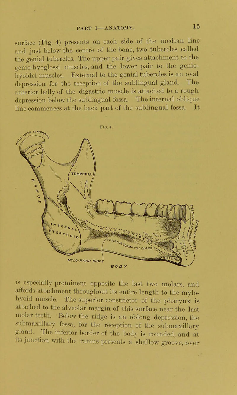 surface (Fig. 4) presents on each side of the median line and just below the centre of the bone, two tubercles called the genial tubercles. The upper pair gives attachment to the genio-hyoglossi muscles, and the lower pair to the genio- hyoidei muscles. External to the genial tubercles is an oval depression for the reception of the sublingual gland. The anterior belly of the digastric muscle is attached to a rough depression below the sublingual fossa. The internal oblique line commences at the back part of the sublingual fossa. It FlG. 4. is especially prominent opposite the last two molars, and affords attachment throughout its entire length to the mylo- hyoid muscle. The superior constrictor of the pharynx is attached to the alveolar margin of this surface near the last molar teeth. Below the ridge is an oblong depression, the submaxillary fossa, for the reception of the submaxillary gland. The inferior border of the body is rounded, and a1 its junction with the ramus presents a shallow groove, over