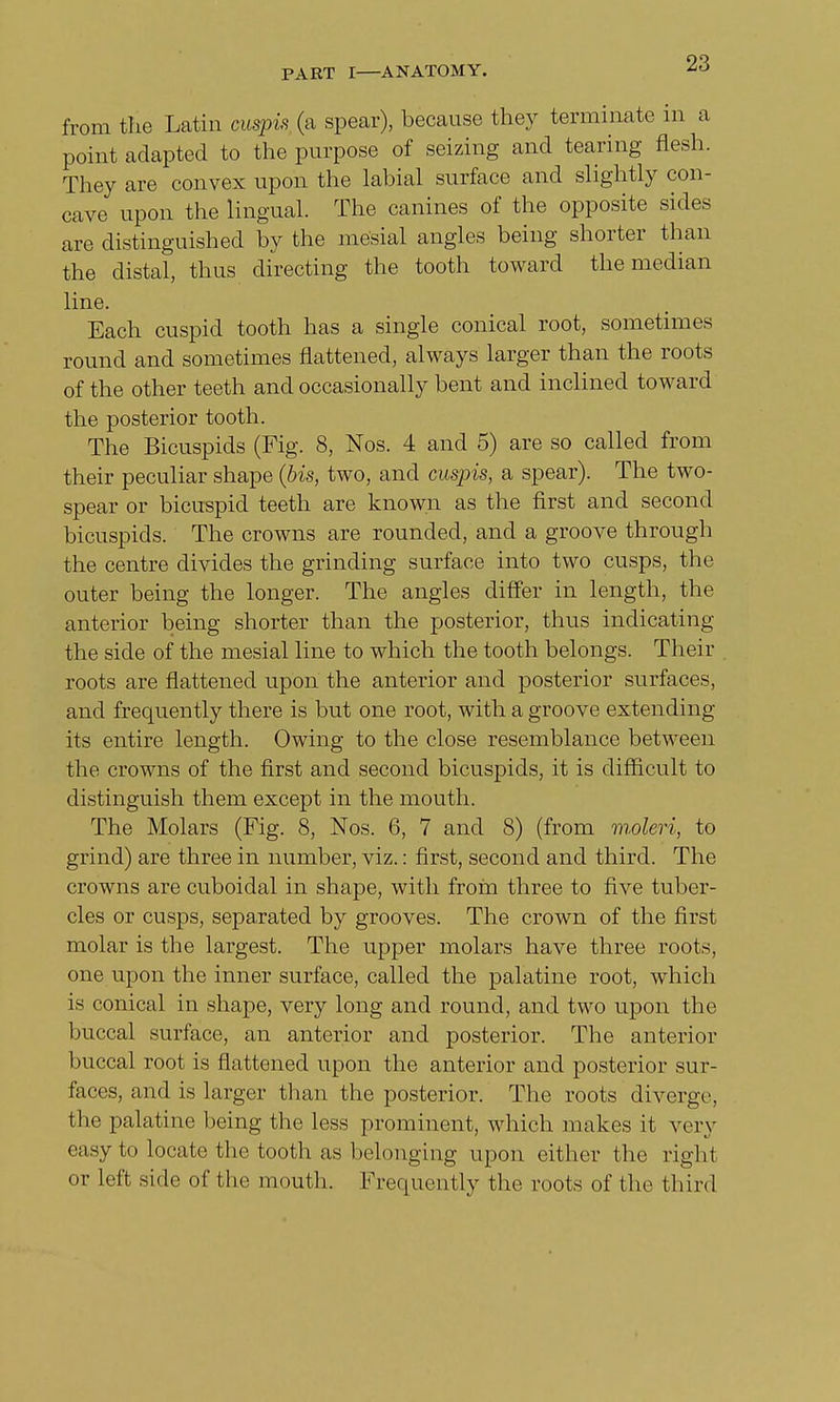 from the Latin cuspis (a spear), because they terminate in a point adapted to the purpose of seizing and tearing flesh. They are convex upon the labial surface and slightly con- cave upon the lingual. The canines of the opposite sides are distinguished by the mesial angles being shorter than the distal, thus directing the tooth toward the median line. Each cuspid tooth has a single conical root, sometimes round and sometimes flattened, always larger than the roots of the other teeth and occasionally bent and inclined toward the posterior tooth. The Bicuspids (Fig. 8, Nos. 4 and 5) are so called from their peculiar shape (bis, two, and cuspis, a spear). The two- spear or bicuspid teeth are known as the first and second bicuspids. The crowns are rounded, and a groove through the centre divides the grinding surface into two cusps, the outer being the longer. The angles differ in length, the anterior being shorter than the posterior, thus indicating the side of the mesial line to which the tooth belongs. Their roots are flattened upon the anterior and posterior surfaces, and frequently there is but one root, with a groove extending its entire length. Owing to the close resemblance between the crowns of the first and second bicuspids, it is difficult to distinguish them except in the mouth. The Molars (Fig. 8, Nos. 6, 7 and 8) (from moleri, to grind) are three in number, viz.: first, second and third. The crowns are cuboidal in shape, with from three to five tuber- cles or cusps, separated by grooves. The crown of the first molar is the largest. The upper molars have three roots, one upon the inner surface, called the palatine root, which is conical in shape, very long and round, and two upon the buccal surface, an anterior and posterior. The anterior buccal root is flattened upon the anterior and posterior sur- faces, and is larger than the posterior. The roots diverge, the palatine being the less prominent, which makes it very easy to locate the tooth as belonging upon either the right or left side of the mouth. Frequently the roots of the third