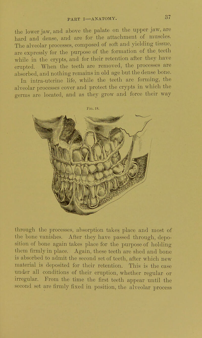 PART I—ANATOMY. <-> < the lower jaw, and above the palate on the upper jaw, are hard and dense, and are for the attachment of muscles. The alveolar processes, composed of soft and yielding tissue, are expressly for the purpose of the formation of the. teeth while in the crypts, and for their retention after they have erupted. When the teeth are removed, the processes are absorbed, and nothing remains in old age but the dense bone. In intra-uterine life, while the teeth are forming, the alveolar processes cover and protect the crypts in which the germs are located, and as they grow and force their way Fig. 18. through the processes, absorption takes place and most of the bone vanishes. After they have passed through, depo- sition of bone again takes place for the purpose of holding them firmly in place. Again, these teeth are shed and bone is absorbed to admit the second set of teeth, after which new material is deposited for their retention. This is the ease under all conditions of their eruption, whether regular or irregular. From the time the first teeth appear until the second set are firmly fixed in position, the alveolar process