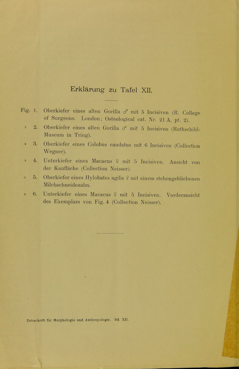 Fig. 1. Oberkiefer eines alten Gorilla o* mit 5 Incisiven (R. College of Surgeons. London; Osteological cat. Nr. 21 A, pt. 2). » 2. Oberkiefer eines alten Gorilla <f mit 5 Incisiven (Rothschild- Museum in Tring). » 3. Oberkiefer eines Colobus caudatus mit 6 Incisiven (Collection Wegner). » 4. Unterkiefer eines Macacus ? mit 5 Incisiven. Ansicht von der Kautläche (Collection Neisser). » 5. Oberkiefer eines Hylobates agilis $ mit einem stehengebliebenen Milchschneidezahn. » 6. Unterkiefer eines Macacus ? mit 5 Incisiven. Vorderansicht des Exemplars von Fig. 4 (Collection Neisser). Zeitschrift für Morphologie und Anthropologie. Bd. XII.