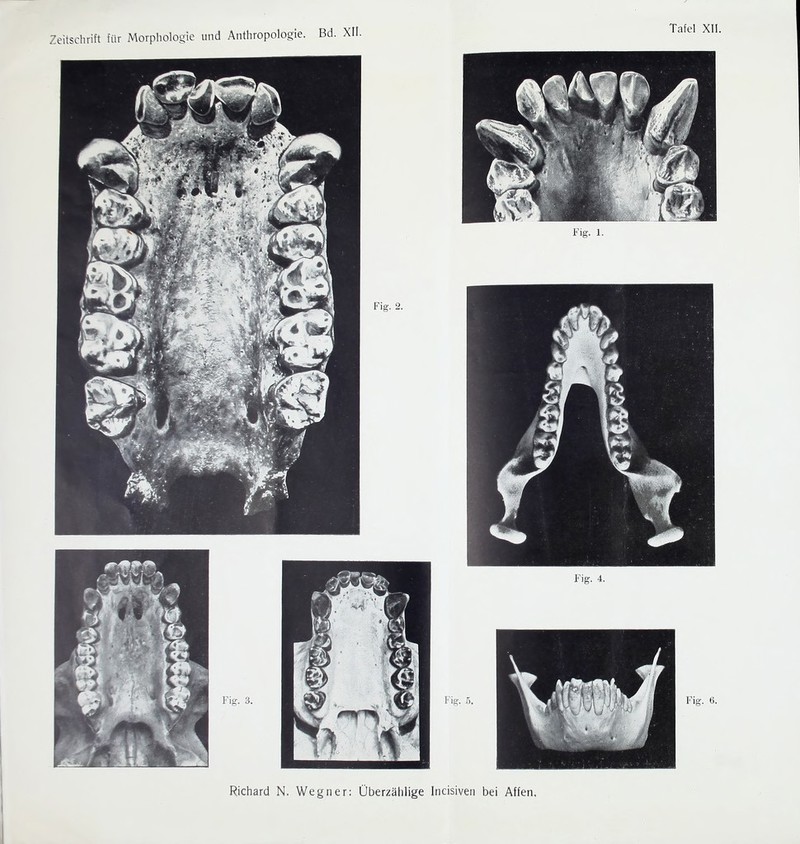 Tafel XII. Richard N. Wegner: Überzählige Incisiven bei Affen.