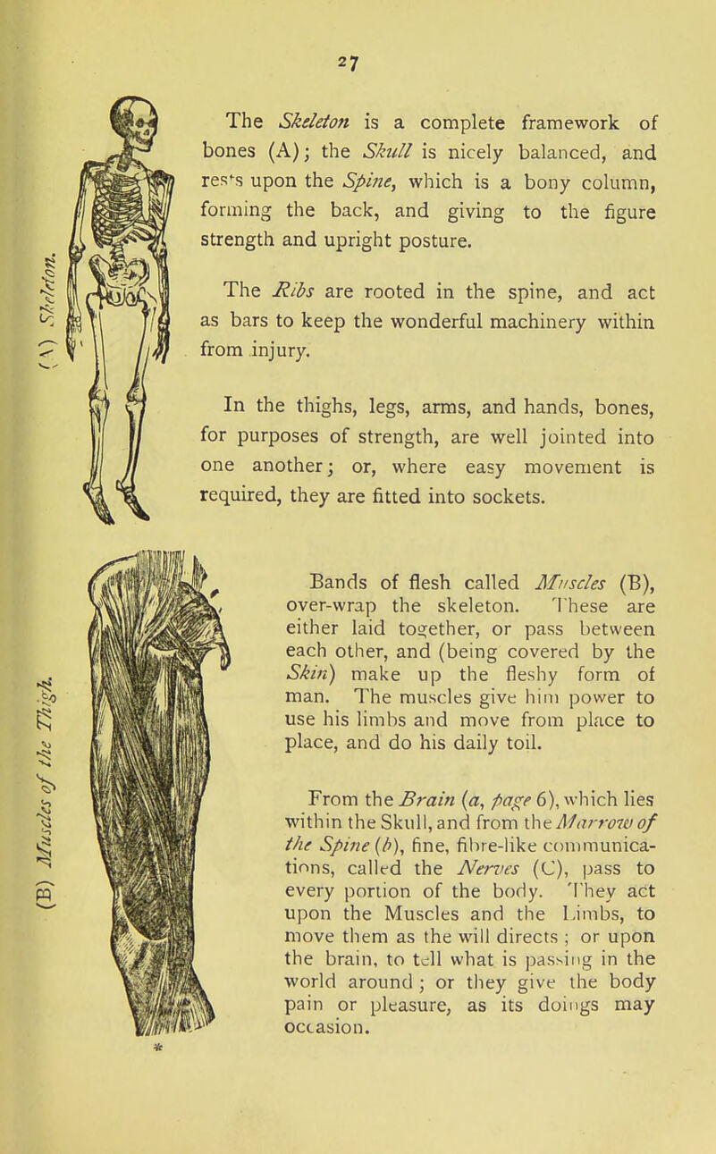 The Skeleton is a complete framework of bones (A); the Skull is nicely balanced, and res^s upon the Spine^ which is a bony column, forming the back, and giving to the figure strength and upright posture. The Ribs are rooted in the spine, and act as bars to keep the wonderful machinery within from injury. In the thighs, legs, arms, and hands, bones, for purposes of strength, are well jointed into one another; or, where easy movement is required, they are fitted into sockets. Bands of flesh called Muscles (B), over-wrap the skeleton. These are either laid to2;ether, or pass between each other, and (being covered by the Skin) make up the fleshy form of man. The muscles give him power to use his limbs and move from place to place, and do his daily toil. From the Brain {a, page 6), which lies within the Skull, and from \.\\cMarro7V of the Spine {d), fine, filire-like communica- tions, callfd the Nerves (C), pass to every portion of the body. 'I'hey act upon the Muscles and the Limbs, to move them as the will directs ; or upon the brain, to tell what is passing in the world around ; or they give the body pain or pleasure, as its doings may occasion.