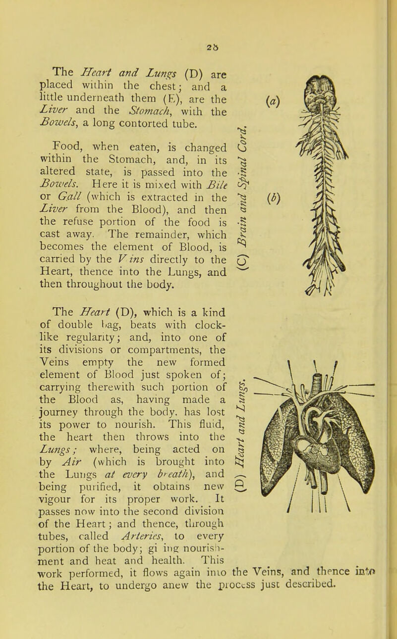 26 The Ifmrf and Lun^s (D) are placed widiin the chest; and a little underneath them (E), are the Liver and the Stomach, with the Bowels, a long contorted tube. Food, when eaten, is changed C within the Stomach, and, in its altered state, is passed into the -S Botvels. Here it is mixed with Bile or Call (which is extracted in the Liver from the Blood), and then the refuse portion of the food is cast away. The remainder, which becomes the element of Blood, is carried by the V ins directly to the kj Heart, thence into the Lungs, and ^ then throughout the body. I {a) The Heart (D), which is a kind of double liag, beats with clock- like regularity; and, into one of its divisions or compartments, the Veins empty the new formed element of Blood just spoken of; carrying therewith such portion of the Blood as, having made a journey through the body, has lost its power to nourish. This fluid, the heart then throws into the Lungs; where, being acted on by Air (which is brought into the Lungs at every b>eat/i), and being purified, it obtains new vigour for its proper work. It passes now into the second division of the Heart; and thence, through tubes, called Arteries, to every portion of the body; gi ing nouris i- ment and heat and health. This work performed, it flows again inio the Veins, and thence the Heart, to undergo anew the pioccss just described.