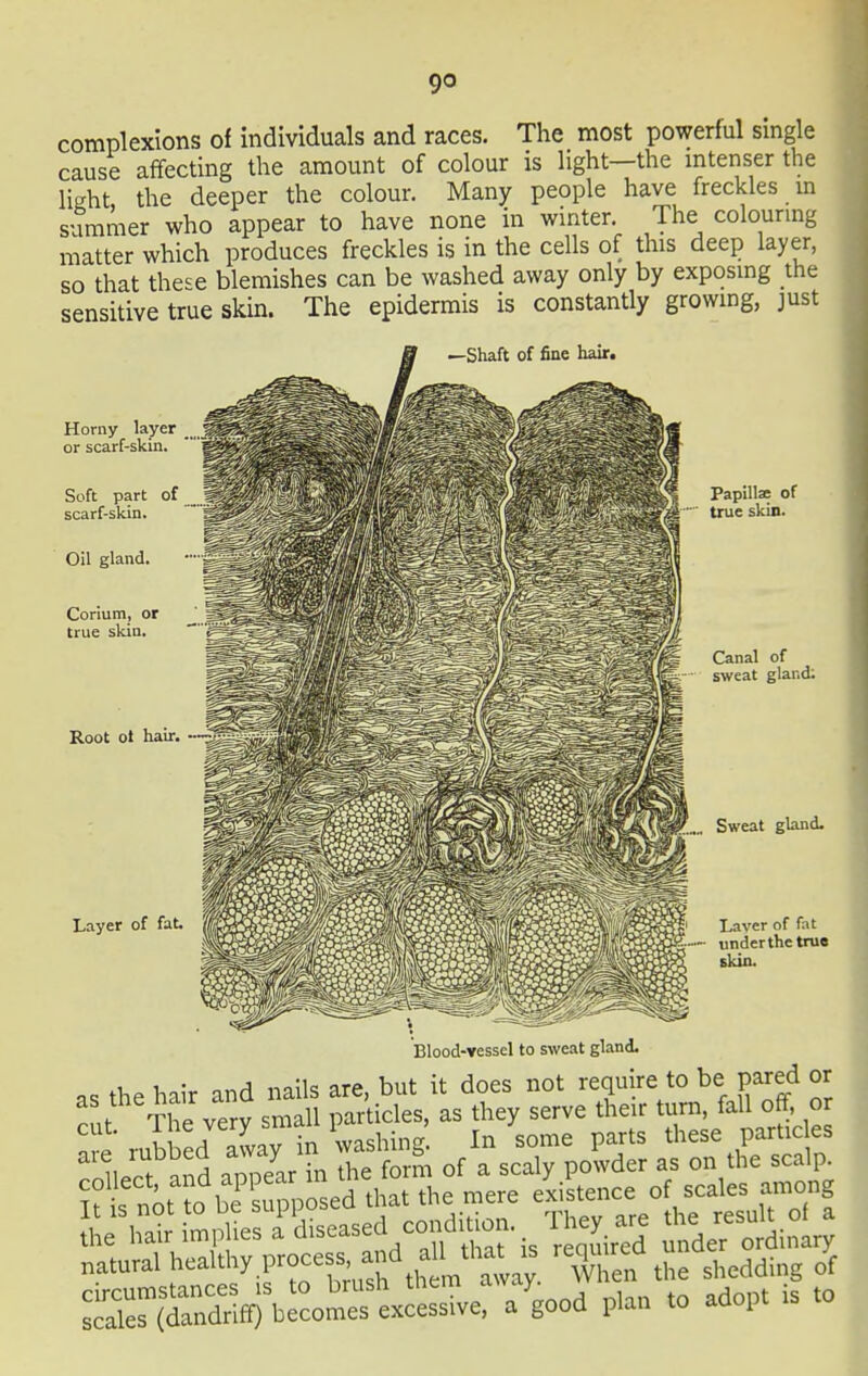 complexions of individuals and races. The most powerful single cause affecting the amount of colour is light—the mtenser the light the deeper the colour. Many people have freckles in summer who appear to have none in winter. The colouring matter which produces freckles is in the cells of this deep layer, so that these blemishes can be washed away only by exposmg the sensitive true skin. The epidermis is constantly growmg, just Horny layer or scarf-skin. hair. Soft part of scarf-skin. Oil gland. Corium, or true skin. Root ot hair. Layer of fat. Papillse of true skin. Canal of sweat gland; Sweat gland. Layer of fat underthetrue skin. Blood-vessel to sweat gland. the hair and nails are, but it does not require to be pared or The verv small particles, as they serve their turn, fall off, or If rubbed awaHn washing. In some parts these particles ll/rt .nd annearTn the form of a scaly powder as on the scalp, if s not o be uppSed that the mere existence of scales among