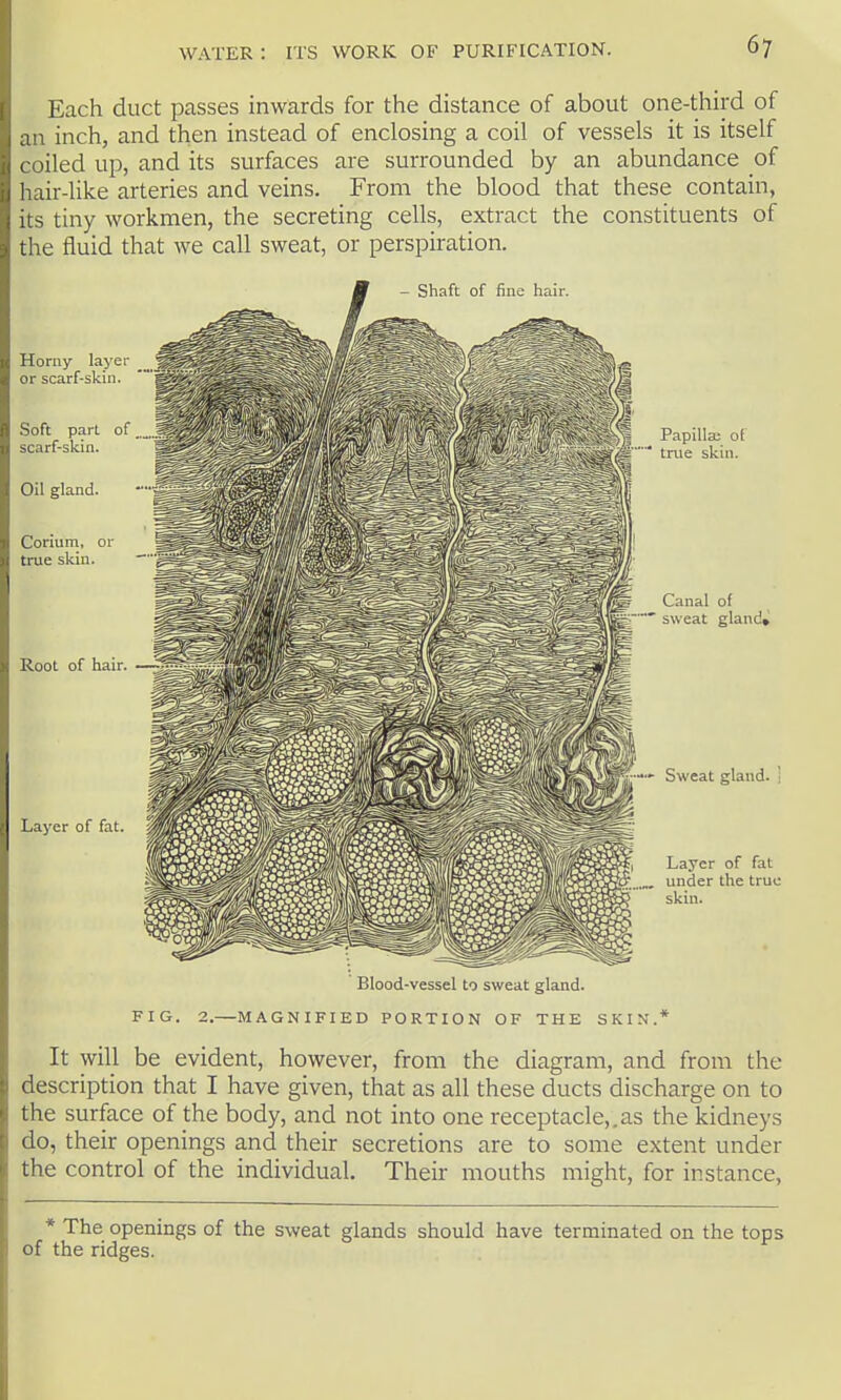 Each duct passes inwards for the distance of about one-third of an inch, and then instead of enclosing a coil of vessels it is itself coiled up, and its surfaces are surrounded by an abundance of hair-like arteries and veins. From the blood that these contain, its tiny workmen, the secreting cells, extract the constituents of the fluid that we call sweat, or perspiration. Blood-vessel to sweat gland. FIG. 2.—MAGNIFIED PORTION OF THE SKIN.* It will be evident, however, from the diagram, and from the description that I have given, that as all these ducts discharge on to the surface of the body, and not into one receptacle,.as the kidneys do, their openings and their secretions are to some extent under the control of the individual. Their mouths might, for instance, * The openings of the sweat glands should have terminated on the tops of the ridges.