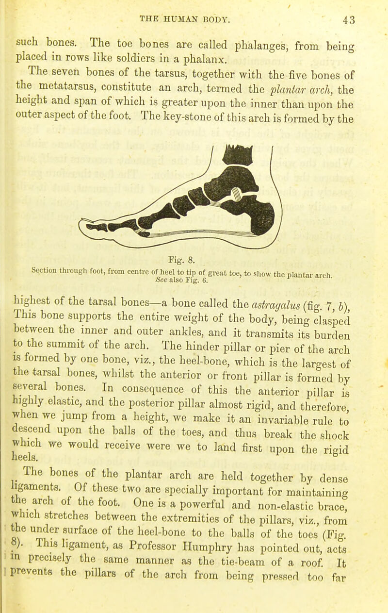 such bones. The toe bones are called phalanges, from being placed in rows like soldiers in a phalanx. The seven bones of the tarsus, together with the five bones of the metatarsus, constitute an arch, termed the flantar arch, the height and span of which is greater upon the inner than upon the outer aspect of the foot. The key-stone of this arch is formed by the Fig. 8. Section thi-ough foot, from centre of heel to tip of great toe, to show the plantar arch See also Fig. 6. highest of the tarsal bones—a bone called the astragalus (fig. 7, h) This bone supports the entire weight of the body, being clasped between the inner and outer ankles, and it transmits its burden to the summit of the arch. The hinder pillar or pier of the arch IS formed by one bone, viz., the heel-bone, which is the largest of the tarsal bones, whilst the anterior or front pillar is formed by several bones. In consequence of this the anterior pillar is highly elastic, and the posterior pillar almost rigid, and therefore when we jump from a height, we make it an invariable rule to descend upon the balls of the toes, and thus break the shock which we would receive were we to land first upon the rigid heels, ^ The bones of the plantar arch are held together by dense hgaments. Of these two are specially important for maintaining the arch of the foot. One is a powerful and non-elastic brace, which stretches between the extremities of the pillars, viz., from the under surface of the heel-bone to the balls of the toes (Fig. 8). This ligament, as Professor Humphry has pointed out, acts an precisely the same manner as the tie-beam of a roof. It prevents the pillars of the arch from being pressed too far