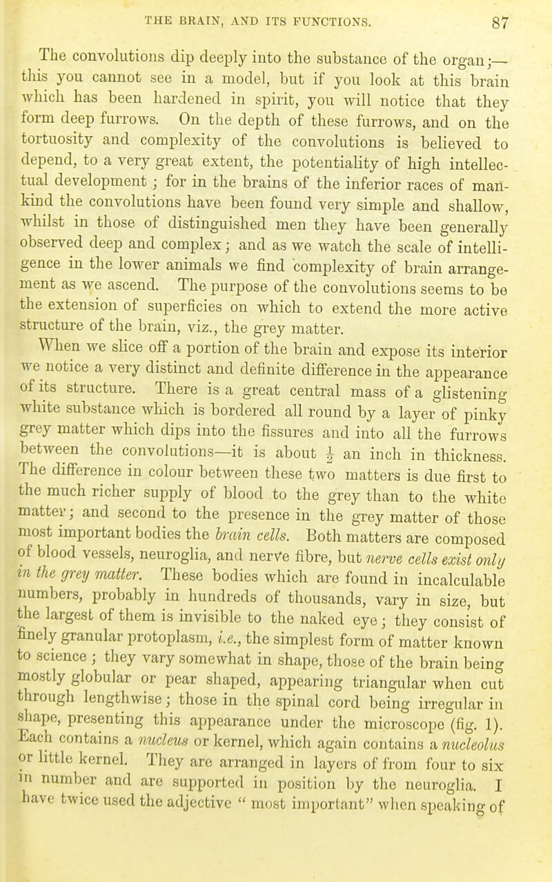 The convolutions dip dee^Dly into the substance of the organ;— this you cannot see in a model, but if you look at this brain which has been hardened in spirit, you will notice that they form deep furrows. On the depth of these furrows, and on the tortuosity and complexity of the convolutions is believed to depend, to a very great extent, the potentiality of high intellec- tual development j for in the brains of the inferior races of man- kind the convolutions have been found very simple and shallow, whilst in those of distinguished men they have been generally observed deep and complex; and as we watch the scale of intelli- gence in the lower animals we find complexity of brain arrange- ment as we ascend. The purpose of the convolutions seems to be the extension of superficies on which to extend the more active structure of the brain, viz., the grey matter. When we slice off a portion of the brain and expose its interior we notice a very distinct and definite difference in the appearance of its structure. There is a great central mass of a glistening white substance which is bordered aU round by a layer of pinky grey matter which dips into the fissures and into aU the furrows between the convolutions—it is about J an inch in thickness. The difference in colour between these two matters is due first to the much richer supply of blood to the grey than to the white matter; and second to the presence in the grey matter of those most important bodies the brum cells. Both matters are composed of blood vessels, neuroglia, and nerve fibre, but nerve cells exist only in the grey matter. These bodies which are found in incalculable numbers, probably in hundreds of thousands, vary in size, but the largest of them is invisible to the naked eye; they consist of finely granular protoplasm, i.e., the simplest form of matter known to science ; they vary somewhat in shape, those of the brain being mostly globular or pear shaped, appearing triangular when cut through lengthwise; those in the spinal cord being irregular in shape, presenting this appearance under the microscope (fig. 1). Each contains a nucleus or kernel, which again contains a nucleolus or little kernel. They are arranged in layers of from four to six m number and are supported in position hj the neuroglia. I have twice used the adjective  most important wlien speaking of