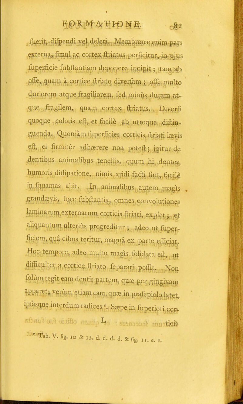 fuerit, difpendi vel deleri. Mcmbranaj emm pa*s extema,iimul ac cortex ftriatus perficitur, in ejus oiTe, quam a cortice ftriatq diverfcm ; oiie multo duriorem atque fragiliorem, fed minus duram at- qiie fragilem, quam cortex ftriatus. Diverfi quoque coloris eft, et facile ab utroque diftin- guenda. Quomam fuperficies corticis. ilriati lsevis eft, ei firmiter adhserere non poteft; igitur de dentibus animalibus teneliis, quum hi dentes, humoris diffipatione, nimis andi facli fint, faciic in fquamas abit. In animalibus autem magis grandaevis, ha^c fubftantia, omnes convoluticnes lammarum externarum corticis ftriati, explet: et aliquantum ulterius prqgreditur ; adeo ut fupcr- ficiem, qua cibus teritur, magna ex Parte efiiciat, Hoc tempore, adeo multo magis folidata eit, ut difliculter a cortice ftriato feparari poflit. Non folum. tegit eam dentis partem, m per gingivam apparet; verum ei iam eam, qua; in praiepioio IateL ipfasque interdum radices Sa^pe in fuperiori cor-