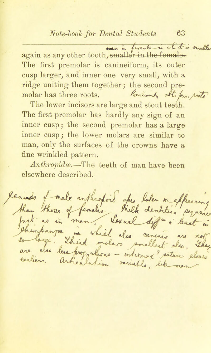 again as any other tooth,-smaI-Wr4n-tho fcmalo.- The first premolar is canineiforni, its outer cusp larger, and inner one very small, with a ridge uniting them together; the second pre- molar has three roots. /e*~2u~Jlf aM:J^./^T1 The lower incisors are large and stout teeth. The first premolar has hardly any sign of an inner cusp; the second premolar has a large inner cusp; the lower molars are similar to man, only the surfaces of the crowns have a fine wrinkled pattern. Anthropidee.—The teeth of man have been elsewhere described.