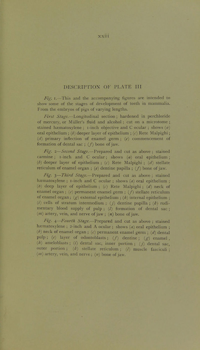 DESCRIPTION OF I'LATE III Fig. I.—This and the accompanying figures are intended to show some of the stages of development of teeth in mammalia. From the embryos of pigs of varying lengths. Firs( Stage.—Longitudinal section ; hardened in perchloride of mercury, or Miiller's fluid and alcohol ; cut on a microtome ; stained htematoxylene ; i-inch objective and C ocular ; shows {a) oral epithelium ; {d) deeper layer of epithelium ; (t) Rete Malpighi; {(f) primary inflection of enamel germ ; {e) commencement of formation of dental sac ; (/) bone of jaw. Fig. 2—Secojtd Stage.—Prepared and cut as above ; stained carmine; i-inch and C ocular; shows {a) oral epithelium; {b) deeper layer of epithelium ; {c) Rete Malpighi ; {d) stellate reticulum of enamel organ ; {e) dentine papilla ; (/) bone of jaw. Fig. 3—Third Stage.—Prepared and cut as above ; stained hiematoxylene ; i-inch and C ocular ; shows («) oral epithelium ; {b) deep layer of epithelium ; {c) Rete Malpighi ; {d) neck of enamel organ ; {c) permanent enamel germ ; (/) stellate reticulum of enamel organ ; {g) external epithelium ; (//) internal epithelium ; (/) cells of stratum intermedium ; {J) dentine papilla ; {k) rudi- mentary blood supply of pulp ; (/) formation of dental sac; (w) artery, vein, and nerve of jaw : («) bone of jaw. ^^S'- 4—Fourth Stage.—Prepared and cut as above ; stained hicmatoxylene ; 2-inch and A ocular ; shows {a) oral epithelium ; {d) neck of enamel organ ; (c) permanent enamel germ ; {d) dental pulp ; {e) layer of odontoblasts; (/) dentine; {g) enamel, (//) ameloblasts ; (/) dental sac, inner portion ; {j) dental sac, outer portion ; {k) stellate reticulum ; (/) muscle fasciculi ; (///) artery, vein, and nerve; (//) bone of jaw.