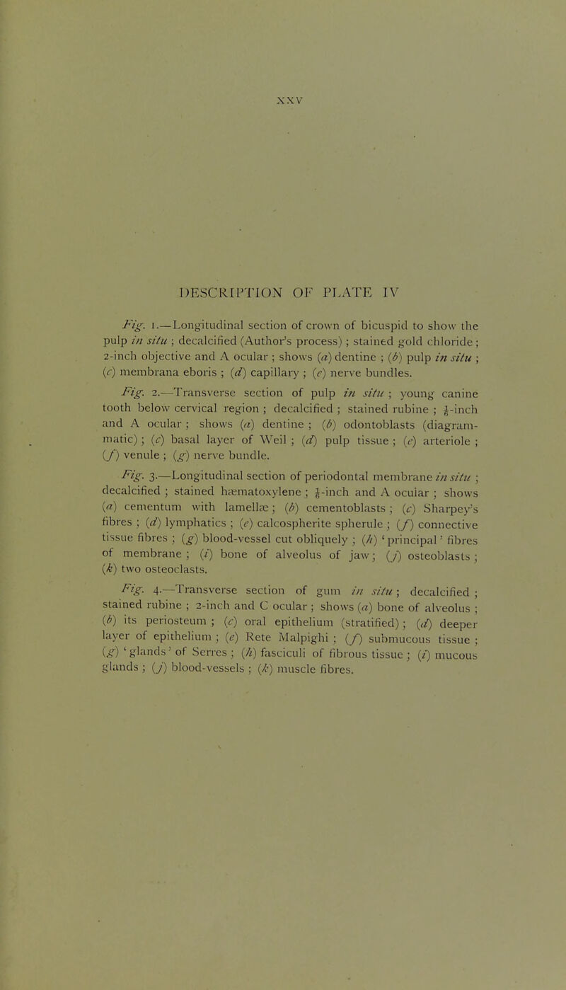 XXV DESCRIPTION OF PLATE IV Fig. I.—Longitudinal section of crown of bicuspid to show the pulp in situ ; decalcified (Author's process); stained gold chloride ; 2-inch objective and A ocular ; shows {a) dentine ; {b) pulp in situ ; (r) membrana eboris ; id) capillary ; (r) nerve bundles. Fig. 2.-—Transverse section of pulp in situ ; young- canine tooth below cervical region ; decalcified ; stained rubine ; ^-inch and A ocular ; shows {a) dentine ; {h) odontoblasts (diagram- matic) ; (tr) basal layer of Weil ; {d) pulp tissue ; (<■) arteriole ; (/) venule ; {g) nerve bundle. Pig- 3-—Longitudinal section of periodontal membrane///j////' ; decalcified; stained hsmatoxylene ; J-inch and A ocular ; shows {n) cementum with lamellae; {h) cementoblasts ; {c) Sharpey's fibres ; {d) lymphatics ; (e) calcospherite spherule ; (/) connective tissue fibres ; {g) blood-vessel cut obliquely ; (//) 'principal' fibres of membrane; (/) bone of alveolus of jaw; (y) osteoblasts; (-^r) two osteoclasts. Fig. 4.—Transverse section of gum /// situ; decalcified ; stained rubine ; 2-inch and C ocular ; shows {a) bone of alveolus ; {b) its periosteum ; {c) oral epithelium (stratified) ; [li) deeper layer of epithelium ; {e) Rete Malpighi ; (/) submucous tissue ; {g) ' glands' of Serres ; (//) fasciculi of fibrous tissue ; (/) mucous glands ; (y) blood-vessels ; {k) muscle fibres.