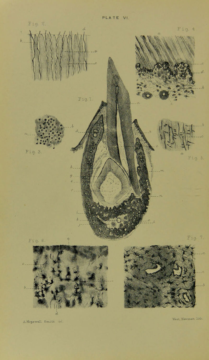 PLATE VI