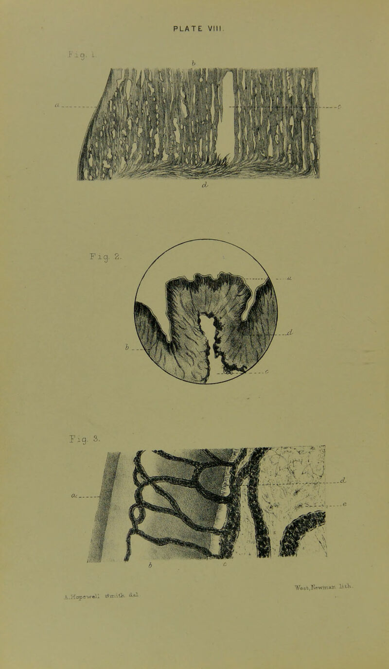 PLATE VIII K.io. L b Vest,Nevrmalt MOx. A.Hopewell dn-.ith itl