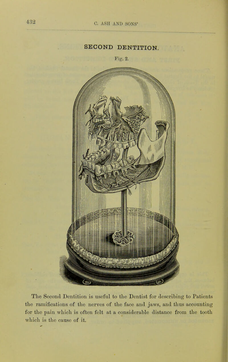 SECOND DENTITION. Fig. 2. Tlie Second Dentition is useful to the Dentist for describing to Patients the ramifications of the nerves of the face and jaws, and thus accounting for the pain which is often felt at a considerable distance from the tooth wliich is the cause of it.