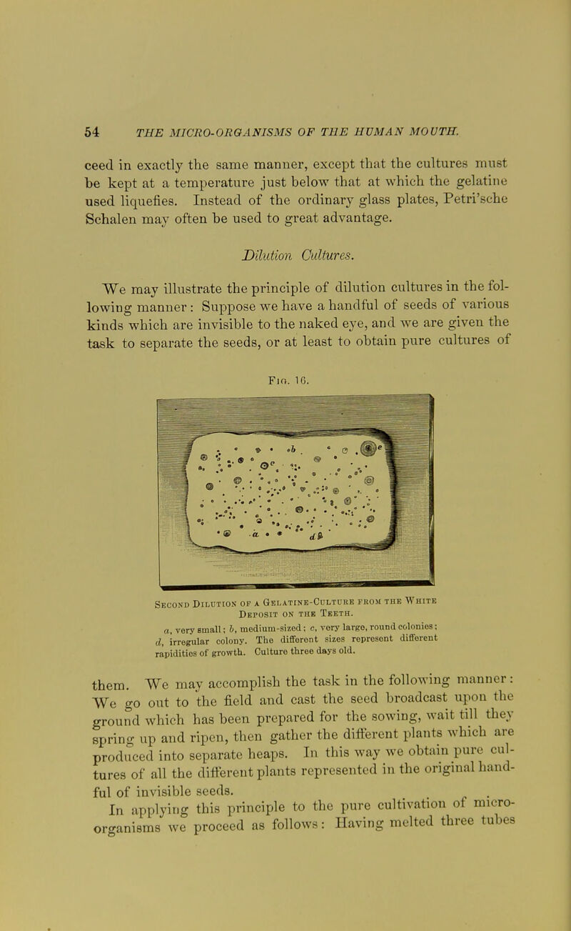 ceed in exactly the same manner, except that the cultures must be kept at a temperature just below that at which the gelatine used liquefies. Instead of the ordinary glass plates, Petri'sche Schalen may often be used to great advantage. Dilation Cultures. We may illustrate the principle of dilution cultures in the fol- lowing manner: Suppose we have a handful of seeds of various kinds which are invisible to the naked eye, and we are given the task to separate the seeds, or at least to obtain pure cultures of Fio. 16. Second Dilution- of a Gelatine-Culture from the White Deposit on the Teeth. a, very small; b, medium-sized; c, very largo, round colonies; d, irregular colony. The different sizes represent different rapiditios of growth. Culture three days old. them. We may accomplish the task in the following manner: We go out to the field and cast the seed broadcast upon the ground which has been prepared for the sowing, wait till they spring up and ripen, then gather the different plants which are produced into separate heaps. In this way we obtain pure cul- tures of all the different plants represented in the original hand- ful of invisible seeds. In applying this principle to the pure cultivation of micro- organisms we proceed as follows: Having melted three tubes