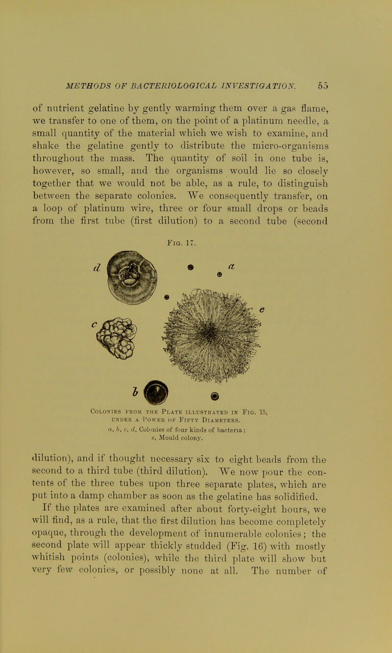 of nutrient gelatine by gently warming them over a gas flame, we transfer to one of them, on the point of a platinum needle, a small quantity of the material which we wish to examine, and shake the gelatine gently to distribute the micro-organisms throughout the mass. The quantity of soil in one tube is, however, so small, and the organisms would lie so closely together that we would not be able, as a rule, to distinguish between the separate colonies. We consequently transfer, on a loop of platinum wire, three or four small drops or beads from the first tube (first dilution) to a second tube (second Via. 17. Colonies from the Plate illustrated in Fig. 15, under a Power of Fifty Diameters. o, //, o, </, Colonies of four kinds of bacteria; e, Mould colony. dilution), and if thought necessary six to eight beads from the second to a third tube (third dilution). We now pour the con- tents of the three tubes upon three separate plates, which are put into a damp chamber as soon as the gelatine has solidified. If the plates are examined after about forty-eight hours, we will find, as a rule, that the first dilution has become completely opaque, through the development of innumerable colonies; the second plate will appear thickly studded (Fig. 16) with mostly whitish points (colonies), while the third plate will show but very few colonies, or possibly none at all. The number of