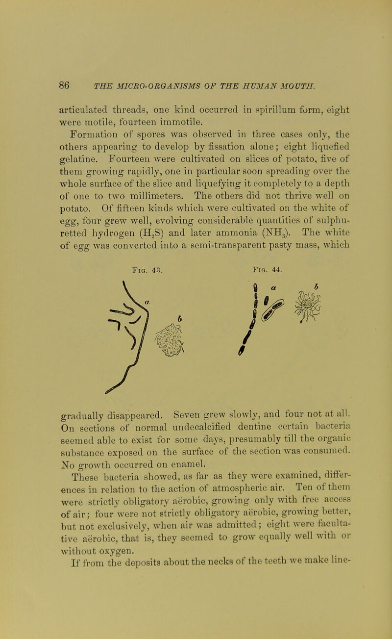 articulated threads, one kind occurred in spirillum form, eight were motile, fourteen immotile. Formation of spores was observed in three cases only, the others appearing to develop by fissation alone; eight liquefied gelatine. Fourteen were cultivated on slices of potato, five of them growing rapidly, one in particular soon spreading over the whole surface of the slice and liquefying it completely to a depth of one to two millimeters. The others did not thrive well on potato. Of fifteen kinds which were cultivated on the white of egg, four grew well, evolving considerable quantities of sulphu- retted hydrogen (H2S) and later ammonia (NH3). The white of egg was converted into a semi-transparent pasty mass, which Fio. 43. Fig. 44. gradually disappeared. Seven grew slowly, and four not at all. On sections of normal undecalcified dentine certain bacteria seemed able to exist for some days, presumably till the organic substance exposed on the surface of the section was consumed. JlSTo growth occurred on enamel. These bacteria showed, as far as they were examined, differ- ences in relation to the action of atmospheric air. Ten of them were strictly obligatory aerobic, growing only with free access of air; four were not strictly obligatory aerobic, growing better, but not exclusively, when air was admitted; eight were faculta- tive aerobic, that is, they seemed to grow equally well with or without oxygen. If from the deposits about the necks of the teeth we make line-