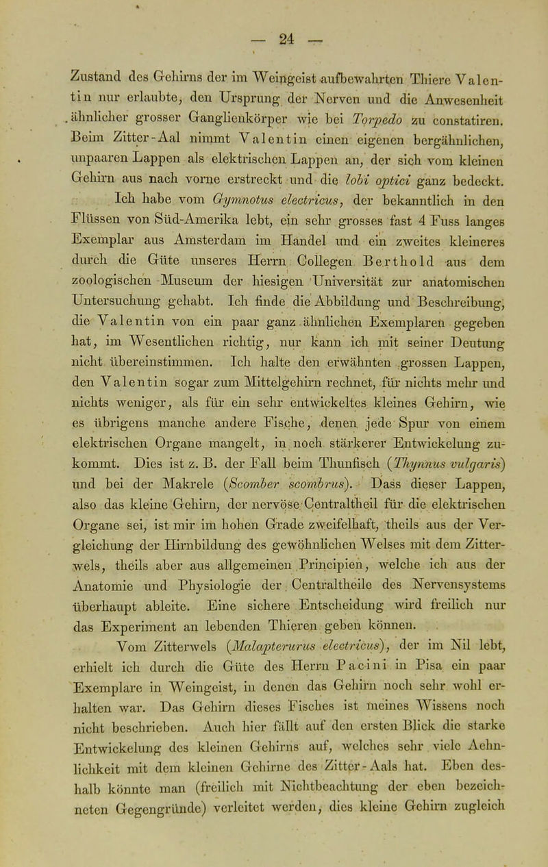 Zustand des Gehirns der im Weingeist aufbewahrten Thiere Valen- tin nur erlaubte, den Ursprung der Nerven und die Anwesenheit ähnlicher grosser Ganglicnkörper wie bei Torpedo zu constatiren. Beim Zitter-Aal nimmt Valentin einen eigenen bergähnlichen, unpaaren Lappen als elektrischen Lappen an, der sich vom kleinen Gehirn aus nach vorne erstreckt und die lobi optici ganz bedeckt. Ich habe vom Gymnotus electricus, der bekanntlich in den Flüssen von Süd-Amerika lebt, ein sehr grosses fast 4 Fuss langes Exemplar aus Amsterdam im Handel und ein zweites kleineres durch die Güte unseres Herrn Collegen Berthold aus dem zoologischen Museum der hiesigen Universität zur anatomischen Untersuchung gehabt. Ich finde die Abbildung und Beschreibung, die Valentin von ein paar ganz ähnlichen Exemplaren gegeben hat, im Wesentlichen richtig, nur kann ich mit seiner Deutung nicht übereinstimmen. Ich halte den erwähnten grossen Lappen, den Valentin sogar zum Mittelgehirn rechnet, für nichts mehr und nichts weniger, als für ein sehr entwickeltes kleines Gehirn, wie es übrigens manche andere Fische, denen jede Spur von einem elektrischen Organe mangelt, in noch stärkerer Entwickelung zu- kommt. Dies ist z. B. der Fall beim Thunfisch (Tliynnus vulgaris) und bei der Makrele (ßcomber scombrus). Dass dieser Lappen, also das kleine Gehirn, der nervöse; Centralthe.il für die elektrischen Organe sei, ist mir im hohen Grade zweifelhaft, theils aus der Ver- gleichung der Hirnbildung des gewöhnlichen Welses mit dem Zitter- wels, theils aber aus allgemeinen Prineipien, welche ich aus der Anatomie und Physiologie der. Centraltheile des Nervensystems überhaupt ableite. Eine sichere Entscheidung wird freilich nur das Experiment an lebenden Thiercn geben können. Vom Zitterwels {Malapterurus electricus), der im Nil lebt, erhielt ich durch die Güte des Herrn Pacini in Pisa ein paar Exemplare in Weingeist, in denen das Gehirn noch sehr wohl er- halten war. Das Gehirn dieses Fisches ist meines Wissens noch nicht beschrieben. Auch hier füllt auf den ersten Blick die starke Entwickelung des kleinen Gehirns auf, welches sehr viele Aehn- lichkeit mit dem kleinen Gehirne des Zitter-Aals hat. Eben des- halb könnte man (freilich mit Nichtbeachtung der eben bezeich- neten Gegengründe) verleitet werden, dies kleine Gehirn zugleich