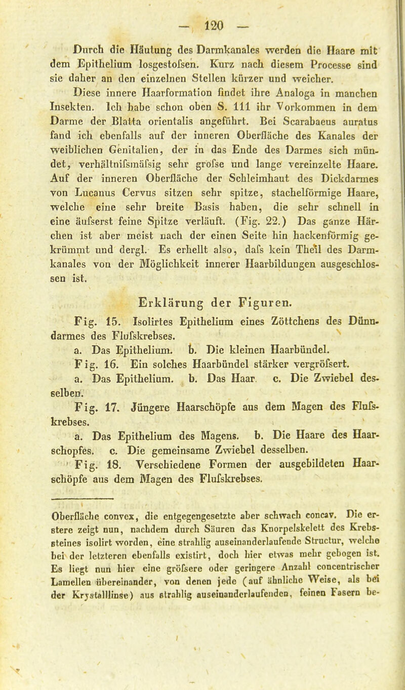 Durch die Häutung des Darmkanales werden die Haare mit dem Epithelium losgestofsen. Kurz nach diesem Processe sind sie daher an den einzelnen Stellen kürzer und weicher. Diese innere Haarformation findet ihre Analoga in manchen Insekten. Ich habe schon oben S. III ihr Vorkommen in dem Darme der Blatta orientalis angeführt. Bei Scarabaeus auralus fand ich ebenfalls auf der inneren Oberfläche des Kanales der weiblichen Genitalien, der in das Ende des Darmes sich mün- det, verhältnifsmiifsig sehr grofse und lange vereinzelte Haare. Auf der inneren Oberfläche der Schleimhaut des Dickdarmes von Lucanus Cervus sitzen sehr spitze, stachelförmige Haare, welche eine sehr breite Basis haben, die sehr schnell in eine äufserst feine Spitze verläuft. (Fig. 22.) Das ganze Här- chen ist aber meist nach der einen Seite hin hackenförraig ge- krümmt und dergl. Es erhellt also, dafs kein Theil des Darm- kanales von der Möglichkeit innerer Haarbildungen ausgeschlos- sen ist. Erklärung der Figuren. Fig. 15. Isolirtes Epithelium eines Zöttchens des Dünn- darmes des Flufskrebses. a. Das Epithelium. b. Die kleinen Haarbündel. Fig. 16. Ein solches Haarbündel stärker vergröfsert. a. Das Epithelium, b. Das Haar c. Die Zwiebel des- selben. Fig. 17. Jüngere Haarschöpfe aus dem Magen des Flufs- krebses. a. Das Epithelium des Magens, b. Die Haare des Haar- schopfes, c. Die gemeinsame Zwiebel desselben. ' Fig. 18. Verschiedene Formen der ausgebildeten Haar- schöpfe aus dem Magen des Flufskrebses. Oberfläche convex, die entgegengesetzte aber schwach concav. Die er- Btere zeigt nun, nachdem durch Siiurcn das Knorpelskelett des Krebs- Bteines isolirt worden, eine strahlig auseinanderlaufende Structnr, weiche bei der letzteren ebenfalls existirt, doch liier etwas mehr gebogen ist. Es liegt nun hier eine gröfsere oder geringere Anzahl concentrischer Lamellen übereinander, von denen jede (auf ähnliche Weise, als bd der KrjstalUinse) aus elrahlig auseinanderlaufenden, feinen Fasern be-