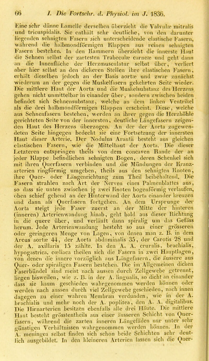Eine sehr dünne Lamelle flerselben überzieht die Valvulär mitralis und tricnspidaiis. Sie enthält sehr deutliche, von den darunter Hegenden sehnis^len Fasern sich unterscheidende elastische Fasern, während die halbmondförmigen Klappen aus reinen sehnifjten Fasern bestehen. In den Kammern überzieht die innerste llaut die Sehnen selbst der zartesten Trabeciila? carnea; und geht dann an die Innenfläche der Herzmusculatur selbst über, verliert aber hier selbst an den dicheren Stellen ihre elastischen Fasern, erhält dieselben jedoch an der Basis aorta; und zwar zunächst wiederum an der gegen die Mushelfasern gekehrten Seite wieder. Die mittlere Haut der Aorta und die Mushelsubstanz des Herzens gehen nicht unmittelbar in einander über, sondern zwischen beiden befindet sich Sehnensubstanz, welche an dem linken Ventrikel als die drei halbmondförmigen Klappen erscheint. Diese, welche aus Sehnenfasern bestehen, werden an ihrer gegen die Herzhöhle gerichteten Seite von der innersten, deutliche Längefasern zeigen- den Haut des Herzens überzogen. An der der Aorta zugewen- deten Seite hingegen bedeckt sie eine Fortsetzung der innersten Haut dieser Arterie. Der Nodulus Arantii besteht aus gleichen elastischen Fasern, wie die Mittelhaut der Aorta. Die dieser Letzteren entspringen theds von dem concaven Rande der an jeder Klappe befindlichen sehnigten Bogen, deren Schenkel sich mit ihren (^uerfasern verbinden und ,die Mündungen der Kranz- arterien ringförmig umgeben, theils aus den sehnigten Knoten, ihre Quer- oder Längenrichtung zum Theil beibehaltend. Die Fasern strahlen nach Art der Nerven eines Palmenblattes aus, so dass sie unten zwischen je zwei Knoten bogenförmig verlaufen, oben schief gehend an der Hinterwand der Aorta einander kreuzen und dann als Querfasern fortgehen. An dem Ursprünge dei* Aorta steigt jede Faser zuerst an der Mitte der hinteren (inneren) Arterienwandung hinab, geht bald aus dieser Richtung in die quere über, und verläuft dann spiralig um das Gefäss herum. Jede Arterienwandung besteht so aus einer grösseren oder geringeren Menge von Lagen, von denen man z. B. in dem Arcus aortae 44, der Aorta abdominalis 35, der Carotis 28 und der A. axillaris 1.5 zählte. In den A. A. cruralis, brachiaUs, hypogastrica, cceliaca theilen sich die Fasern in zwei Hauptlag-en, von denen die innere vorzüglich aus Längefasern, die äussere aus Quei'- oder spiraligen Fasern bestehen. Die im Alla;emeinen dicken Faserbündel sind meist nach aussen durch Zellgewebe e^ctrennt, liegen bisweilen, wie z. B. in der A. lingualis, so dicht an einander dass sie kaum geschieden wahrgenommen werden können oder werden nach aussen durch viel Zellgewebe geschieden, nach innen dagegen zu einer wahren Membran verdunden, wie in der A. brachialis und mehr noch der A. poplitea, den A- A. digitalibus. Die Hirnarterien besitzen ebenfalls alle drei Häute. Die mittlere Haut besteht grüsstcntheils aus einer äusseren Schicht von Quer- fasern, während die zarten inneren Längefäden nur unter sehr {günstigen Verhältnissen wahrgenommen werden können. In der A. meningea selbst finden sich schon beide Schichten sehr deut- lich ausgebildet. In den kleineren x\rterien lassen sich die Quer-