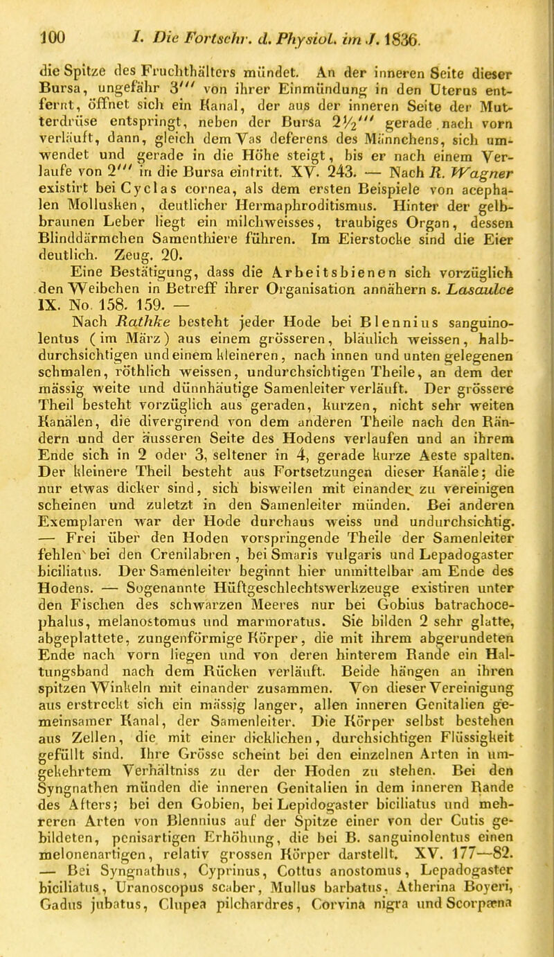 die Spitze des Fruchthälters mündet. An der inneren Seite dieser Bursa, ungefähr 3' von ihrer Einmündung in den Uterus ent- fernt, öffnet sicli ein Kanal, der aus der inneren Seite der Mut- terdrüse entspringt, neben der Bursa IV2' gerade.nach vorn verläuft, dann, gleich demVas deferens des Milnnchens, sich um- wendet und gerade in die Hohe steigt, bis er nach einem Ver- laufe von 2' in die Bursa eintritt. XV. 243. — Nach Jl. Wagner existirt beiCyclas Cornea, als dem ersten Beispiele von acepha- len Mollusken, deutlicher Hermaphroditismus. Hinter der gelb- braunen Leber liegt ein milchweisses, traubiges Organ, dessen Blinddärmchen Samenthiere führen. Im Eierstocke sind die Eier deutlich. Zeug. 20. Eine Bestätigung, dass die Arbeitsbienen sich vorzüglich den VVeibehen in Betreff ihrer Organisation annähern s. X,cwau.Zce IX. No. 158. 159. — Nach Rathke besteht jeder Hode bei Blennius sanguino- lentus (im März) aus einem grösseren, bläulich weissen, halb- durchsichtigen und einem kleineren, nach innen und unten gelegenen schmalen, röthlich weissen, undurchsichtigen Theile, an dem der massig weite und dünnhäutige Samenleiter verläuft. Der grössere Theil besteht vorzüglich aus geraden, kurzen, nicht sehr weiten Kanälen, die divergirend von dem anderen Theile nach den Rän- dern und der äusseren Seite des Hodens verlaufen und an ihrem Ende sich in 2 oder 3, seltener in 4, gerade kurze Aeste spalten. Der kleinere Theil besteht aus Fortsetzungen dieser Kanäle; die nur etwas dicker sind, sich bisweilen mit einandei:. zu vereinigen scheinen und zuletzt in den Samenleiter münden. Bei anderen Exemplaren war der Hode durchaus weiss und undurchsichtig. — Frei über den Hoden vorspringende Theile der Samenleiter fehlen' bei den Crenilabren , bei Smaris vulgaris und Lepadogaster biciliatus. Der Samenleiter beginnt hier unmittelbar am Ende des Hodens. — Sogenannte Hüftgeschlechtswerkzeuge existiren unter den Fischen des schwarzen Meeres nur bei Goblus batrachoce- phalus, melanostomus und marmoratus. Sie bilden 2 sehr glatte, abgeplattete, zungenfÖrmige Körper, die mit ihrem abgerundeten Ende nach vorn liegen und von deren hinterem Rande ein Hal- tungsband nach dem Rücken verläuft. Beide hängen an ihren spitzen Winkeln mit einander zusammen. Von dieser Vereinigung aus erstreckt sich ein niässjg langer, allen inneren Genitalien ge- meinsamer Kanal, der Samenleiter. Die Körper selbst bestehen aus Zellen, die. mit einer dicklichen, durchsichtigen Flüssigkeit gefüllt sind. Ihre Grösse scheint bei den einzelnen Arten in um- gekehrtem Verhältniss zu der der Hoden zu stehen. Bei den Syngnathen münden die inneren Genitalien in dem inneren Rande des Afters; bei den Gobien, bei Lepidogaster biciliatus und meh- reren Arten von Blennius auf der Spitze einer von der Cutis ge- bildeten, pcnisartigen Erhöhung, die bei B. sanguinolentus einen melonenartigen, relativ grossen Körper darstellt. XV. 177—82. — Bei Syngnathus, Cyprinus, Cottus anostoraus, Lepadogaster biciliatus, Uranoscopus scaber, Mullus barbatus, Atherina Boyeri, Gadus jubatus, Clupea pilchardres, Corvina nigra und Scorparna