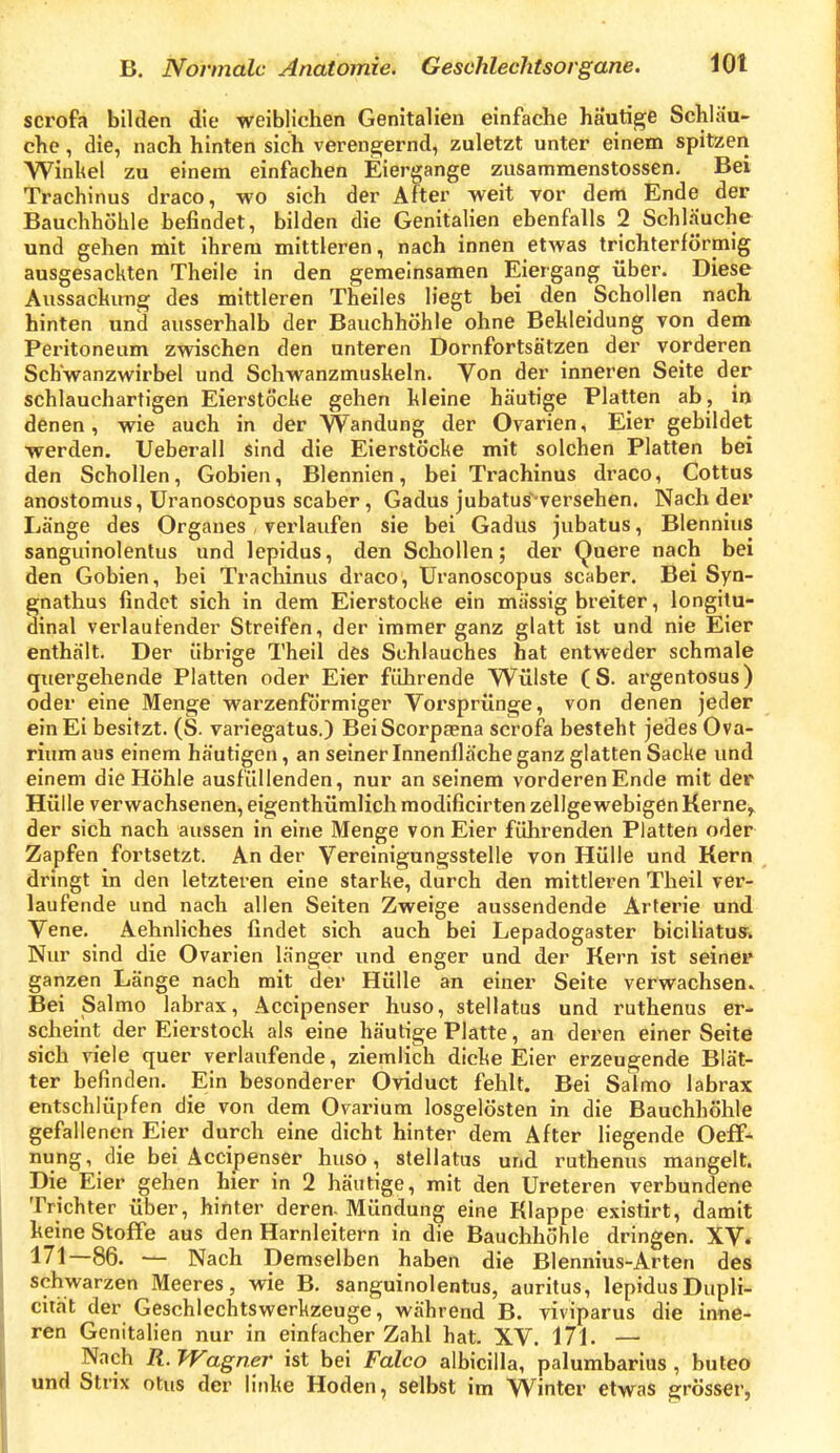 scrofa bilden die weiblichen Genitalien einfache häutige Schläu- che , die, nach hinten sich verengernd, zuletzt unter einem spitzen Winkel zu einem einfachen Eiergange zusammenstossen. Bei Trachinus draco, wo sich der After weit vor dem Ende der Bauchhöhle befindet, bilden die Genitalien ebenfalls 2 Schläuche und gehen mit ihrem mittleren, nach innen etwas trichterförmig ausgesackten Theile in den gemeinsamen Eiergang über. Diese Aussackimg des mittleren Theiles liegt bei den Schollen nach hinten und ausserhalb der Bauchhöhle ohne Bekleidung von dem Peritoneum zwischen den unteren Dornfortsätzen der vorderen ScKwanzwirbel und Schwanzmuskeln. Von der inneren Seite der schlauchartigen Eierstöcke gehen kleine häutige Platten ab , in denen, wie auch in der Wandung der Ovarien, Eier gebildet werden. Ueberall sind die Eierstöcke mit solchen Platten bei den Schollen, Gobien, Blennien, bei Trachinus draco, Cottus anostomus, UranosCopus scaber, Gadus jubatus-versehen. Nach der Länge des Organes , verlaufen sie bei Gadus jubatus, Blennius sanguinolentus und lepidus, den Schollen; der (^uere nach bei den Gobien, bei Trachinus draco, Uranoscopus scaber. Bei Syn- gnathus findet sich in dem Eierstocke ein massig breiter, longitu- dinal verlaufender Streifen, der immer ganz glatt ist und nie Eier enthält. Der übrige Theil des Sehlauches hat entweder schmale quergehende Platten oder Eier führende Wülste (S. argentosus) oder eine Menge warzenförmiger Vorsprünge, von denen jeder ein Ei besitzt. (S. variegatus.) Bei Scorpasna scrofa besteht jedes Ova- rium aus einem häutigen, an seiner Innenfläche ganz glatten Sacke und einem die Höhle ausfüllenden, nur an seinem vorderen Ende mit der Hülle verwachsenen, eigenthümlich modificirten zellgewebigen Kerne^ der sich nach aussen in eine Menge von Eier führenden Platten oder Zapfen fortsetzt. An der Vereinigungsstelle von Hülle und Kern dringt in den letzteren eine starke, durch den mittleren Theil ver- laufende und nach allen Seiten Zweige aussendende Arterie und Vene. Aehnliches findet sich auch bei Lepadogaster biciliatus'> Nur sind die Ovarien länger und enger und der Kern ist seiner ganzen Länge nach mit der Hülle an einer Seite verwachsen» Bei Salmo labrax, Accipenser huso, stellatus und ruthenus er- scheint der Eierstock als eine häutige Platte, an deren einer Seite sich viele quer verlaufende, ziemlich dicke Eier erzeugende Blät- ter befinden. Ein besonderer Oviduct fehlt. Bei Salmo labrax entschlüpfen die von dem Ovarium losgelösten in die Bauchhöhle gefallenen Eier durch eine dicht hinter dem After liegende OefF* nung, die bei Accipenser huso, stellatus und ruthenus mangelt. Die Eier gehen hier in 2 häutige, mit den Ureteren verbundene Trichter über, hinter deren. Mündung eine Klappe existirt, damit keine Stoffe aus den Harnleitern in die Bauchhöhle dringen. XV. 171—86. — Nach Demselben haben die Blennius-Arten des schwarzen Meeres, wie B. sanguinolentus, auritus, lepidusDupli- citat der Geschlechtswerkzeuge, während B. viviparus die inne- ren Genitalien nur in einfacher Zahl hat. XV. 171. — Nach R. Wagner ist bei Falco albicilla, palumbarius, buleo und Strix otus der linke Hoden, selbst im Winter etwas grösser,