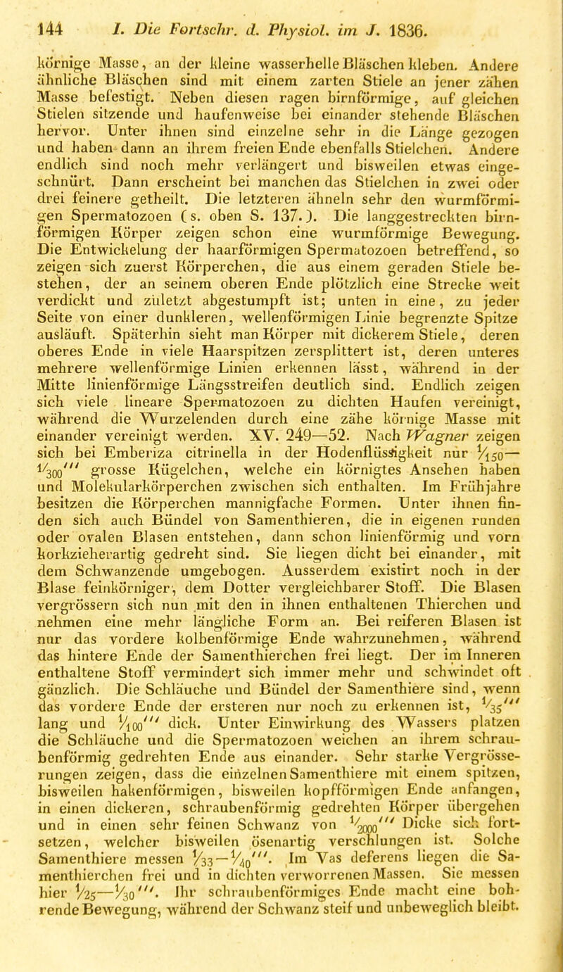körnige Masse, an der kleine wasserhelle Bläschen kleben. Andere ähnliche Bläschen sind mit einem zarten Stiele an jener zähen Masse befestigt. Neben diesen ragen birnförmige, auf gleichen Stielen sitzende und haufenweise bei einander stehende Bläschen hervor. Unter ihnen sind einzelne sehr in die Länge gezogen und haben dann an ihrem freien Ende ebenfalls Stielchen. Andere endlich sind noch mehr verlängert und bisweilen etwas einge- schnürt. Dann erscheint bei manchen das Stielclien in zwei oder drei feinere getheilt. Die letzteren ähneln sehr den wurmförmi- gen Spermatozoen (s. oben S. 137.). Die langgestreckten birn- förmigen Körper zeigen schon eine wurmförmige Bewegung. Die Entwickelung der haarförmigen Spermutozoen betreffend, so zeigen sich zuerst Rörperchen, die aus einem geraden Stiele be- stehen , der an seinem oberen Ende plötzlich eine Strecke weit verdickt und zuletzt abgestumpft ist; unten in eine, zu jeder Seite von einer dunkleren, wellenförmigen Linie begrenzte Spitze ausläuft. Späterhin sieht man Körper mit dickerem Stiele, deren oberes Ende in viele Haarspitzen zersplittert ist, deren unteres mehrere wellenförmige Linien erkennen lässt, während in der Mitte linienförmige Längsstreifen deutlich sind. Endlich zeigen sich viele lineare Spermatozoen zu dichten Haufen vereinigt, während die Wurzelenden durch eine zähe körnige Masse mit einander vereinigt werden. XV. 249—52. Nach TVagner zeigen sich bei Emberiza citrinella in der Hodenfliisäigkeit nur V150— 1/300' grosse Kügelchen, welche ein körnigtes Ansehen haben und Molekularkörperchen zwischen sich enthalten. Im Frühjahre besitzen die Körperchen mannigfache Formen. Unter ihnen fin- den sich auch Bündel von Samenthieren, die in eigenen runden oder ovalen Blasen entstehen, dann schon linienförmig und vorn korkzieherartig gedreht sind. Sie liegen dicht bei einander, mit dem Schwanzende umgebogen. Ausserdem existirt noch in der Blase feinkörniger, dem Dotter vergleichbarer Stoff. Die Blasen vergi'össern sich nun mit den in ihnen enthaltenen Thierchen und nehmen eine mehr längliche Form an. Bei reiferen Blasen ist nur das vordere kolbenförmige Ende wahrzunehmen, während das hintere Ende der Samenlhierchen frei liegt. Der im Inneren enthaltene Stoff vermindert sich immer mehr und schwindet oft gänzlich. Die Schläuche und Bündel der Samenthiere sind, wenn das vordere Ende der ersteren nur noch zu erkennen ist, ^^i^' lang und Vi00' dick. Unter Einwirkung des Wassers platzen die Schläuche und die Spermatozoen weichen an ihrem schrau- benförmig gedrehten Ende aus einander. Sehr starke Vergrösse- rungen zeigen, dass die einzelnen Samenthiere mit einem spitzen, bisweilen hakenförmigen, bisweilen kopfförmigen Ende anfangen, in einen dickeren, schraubenförmig gedrehten Körper übergehen und in einen sehr feinen Schwanz von '^ooo' ßickp sich fort- setzen , welcher bisweilen ösenartig verschlungen ist. Solche Samenthiere messen V33 —V^q'- deferens liegen die Sa- menthierchen frei und in dichten verworrenen Massen. Sie messen hier V25—Ho'- Jbr schraubenförmiges Ende macht eine boh- rende Bewegung, während der Schwanz steif und unbeweglich bleibt.