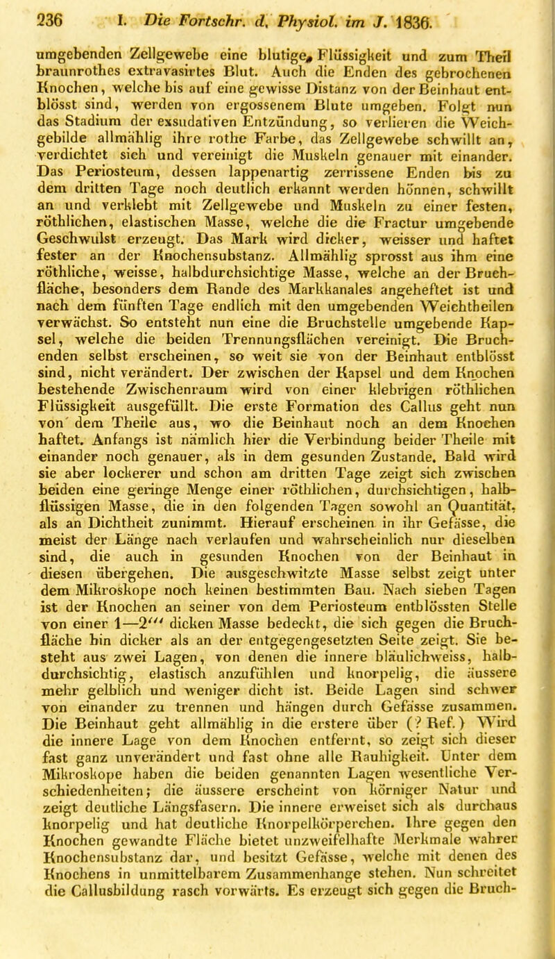 umgebenden Zellgewebe eine blutige, Flüssigkeit und zum Therl braunrothcs extravasirtes Blut. Auch die Enden des gebrochenen Knochen, welche bis auf eine gewisse Distanz von der Beinhaut ent- blösst sind, werden von ergossenem Blute umgeben. Folgt nun das Stadium der exsudativen Entzündung, so verlieren die Weich- gebilde allmählig ihre rothe Farbe, das Zellgewebe schwillt an^ yerdichtet sieh und vereinigt die Muskeln genauer mit einander. Das Periosteura, dessen lappenartig zerrissene Enden bis zu dem dritten Tage noch deutlich erkannt werden hünnen, schwillt an und verklebt mit Zellgewebe und Muskeln zu einer festen, röthlichen, elastischen Masse, welche die die Fractur umgebende Geschwulst erzeugt. Das Mark wird dicker, weisser imd haftet fester an der Knochensubstanz. Allmählig sprosst aus ihm eine röthlicbe, weisse, halbdurchsichtige Masse, welche an der Brueh- fläche, besonders dem Rande des Markkanales angeheftet ist und nach dem fünften Tage endlich mit den umgebenden Weiehtheiler» verwächst. So entsteht nun eine die Bruchstelle umgebende Kap- sel, welche die beiden Trennungsflächen vereinigt. Die Bruch- enden selbst erscheinen T so weit sie von der Beinhaut entblösst sind, nicht verändert. Der zwischen der Kapsel und dem Knochen bestehende Zwischenraum wird von einer klebrigen röthlichen Flüssigkeit ausgefüllt. Die erste Formation des Gallus geht nun von' dem Theile aus, wo die Beinhaut noch an dem Knochen haftet. Anfangs ist nämlich hier die Verbindung beider Theile mit einander noch genauer, als in dem gesunden Zustande. Bald wird sie aber lockerer und schon am dritten Tage zeigt sich zwischen beiden eine geringe Menge einer rothlichen, durchsichtigen, halb- flüssigen Masse, die in den folgenden Tagen sowohl an Quantität, als an Dichtheit zunimmt. Hierauf erscheinen in ihr Gefässe, die meist der Länge nach verlaufen und wahrscheinlich nur dieselben sind, die auch in gesunden Knochen von der Beinhaut in diesen übergehen. Die ausgeschwitzte Masse selbst zeigt unter dem Mikroskope noch keinen bestimmten Bau. Nach sieben Tagen ist der Knochen an seiner von dem Periosteum entblössten Stelle von einer 1—2^ dicken Masse bedeckt, die sich gegen die Bruch- fläche bin dicker als an der entgegengesetzten Seite zeigt. Sie be- steht aus zwei Lagen, von denen die innere bläulichweiss, halb- durchsichtig, elastisch anzufühlen und knorpelig, die äussere mehr gelblich und weniger dicht ist. Beide Lagen sind schwer von einander zu trennen und hängen durch Gefässe zusammen. Die Beinhaut geht allmählig in die erstere über ( ?Ref.) Wird die innere Lage von dem Knochen entfernt, so zeigt sich dieser fast ganz unverändert und fast ohne alle Rauhigkeit. Unter dem Mikroskope haben die beiden genannten Lagen wesentliche Ver- schiedenheiten; die äussere erscheint von Körniger Natur imd zeigt deutliche Längsfasern. Die innere erweiset sich als durchaus linorpelig und hat deutliche Knorpelkörperchen. Ihre gegen den Knochen gewandte Fläche bietet unzweifelhafte Merkmale wahrer Knochensubstanz dar, und besitzt Gefässe, welche mit denen des Knochens in unmittelbarem Zusammenhange stehen. Nun schreitet die Callusbildung rasch vorwärts. Es erzeugt sich gegen die Bruch-
