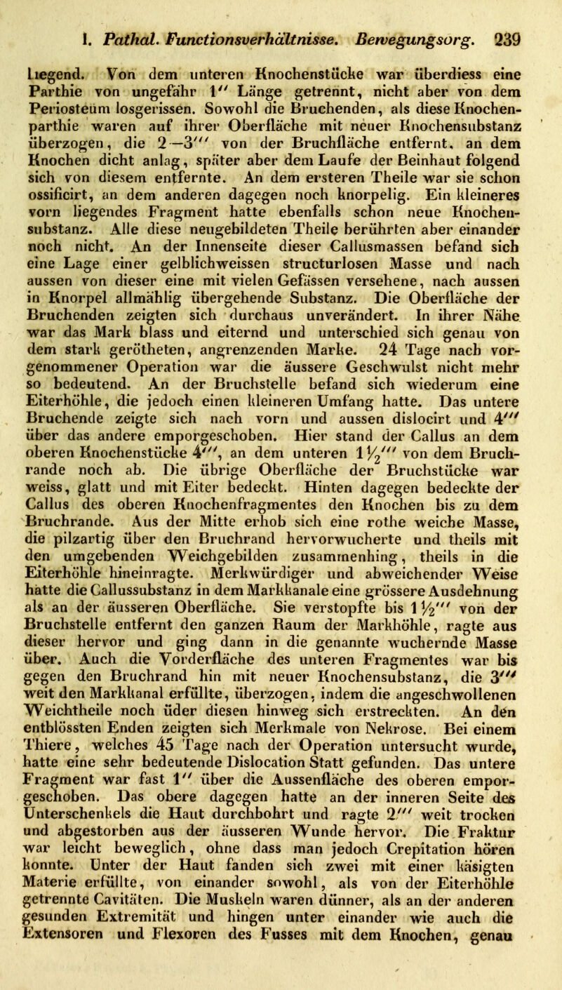 Liegend. Von dem unteren Knochenstiicke war überdiess eine Parthie von ungefähr 1 Länge getrennt, nicht aber von dem Periosteum losgerissen. Sowohl die Bruchenden, als dieseKnochen- parthie waren auf ihrer Oberfläche mit neuer Knochensubstanz überzogen, die 2—3''' von der Bruchfläche entfernt, an dem Knochen dicht anlag, später aber dem Laufe der Beinhaut folgend sich von diesem entfernte. An dem ersteren Theile war sie schon ossificirt, an dem anderen dagegen noch knorpelig. Ein kleineres vorn liegendes Fragment hatte ebenfalls schon neue Knochen- substanz. Alle diese neugebildeten Theile berührten aber einander noch nicht. An der Innenseite dieser Callusmassen befand sich eine Lage einer gelblichweissen structurlosen Masse und nach aussen von dieser eine mit vielen Gefässen versehene, nach aussen in Knorpel allmählig übergehende Substanz. Die Oberfläche der Bruchenden zeigten sich durchaus unverändert. In ihrer Nähe war das Mark blass und eiternd und unterschied sich genau von dem stark gerötheten, angrenzenden Marke. 24 Tage nach vor- genommener Operation war die äussere Geschw^ulst nicht mehr so bedeutend. An der Bruchstelle befand sich wiederum eine Eiterhöhle, die jedoch einen kleineren Umfang hatte. Das untere Bruchende zeigte sich nach vorn und aussen dislocirt und 4' über das andere emporgeschoben. Hier stand der Gallus an dem oberen Knochenstücke 4', an dem unteren ^'on dem Bruch- rande noch ab. Die übrige Oberfläche der Bruchstücke war weiss, glatt und mit Eiter bedeckt. Hinten dagegen bedeckte der Gallus des oberen Knochenfragmentes den Knochen bis zu dem Bruchrande. Aus der Mitte erhob sich eine rothe weiche Masse, die pilzartig über den Bruchrand hervorwucherte und theils mit den umgebenden Weichgebilden zusammenhing, theils in die Eiterhöhle hineinragte. Merkwürdiger und abweichender Weise hätte die Gallussubstanz in dem Markkanale eine grössere Ausdehnung als an der äusseren Oberfläche. Sie verstopfte bis 1 )/2' von der Bruchstelle entfernt den ganzen Raum der Markhöhle, ragte aus dieser hervor und ging dann in die genannte wuchernde Masse über. Auch die Vorderflüche des unteren Fragmentes war bis gegen den Bruchrand hin mit neuer Knochensubstanz, die 3' weit den Markkanal erfüllte, überzogen, indem die angeschwollenen Weichtheile noch üder diesen hinweg sich erstreckten. An den entblössten Enden zeigten sich Merkmale von Nekrose. Bei einem Thiere, welches 45 Tage nach der Operation untersucht wurde, hatte eine sehr bedeutende Dislocation Statt gefunden. Das untere Fragment war fast 1 über die Aussenflache des oberen empor- geschoben. Das obere dagegen hatte an der inneren Seite des Unterschenkels die Haut durchbohrt und ragte 2' weit trocken und abgestorben aus der äusseren Wunde hervor. Die Fraktur war leicht beweglich, ohne dass man jedoch Grepitation hören konnte. Unter der Haut fanden sich zwei mit einer kasigten Materie erfüllte, von einander sowohl, als von der Eiterhöhle getrennte Cavitäten. Die Muskeln waren dünner, als an der anderen gesunden Extremität und hingen unter einander wie auch die Extensoren und Flexoren des Fusses mit dem Knochen, genau