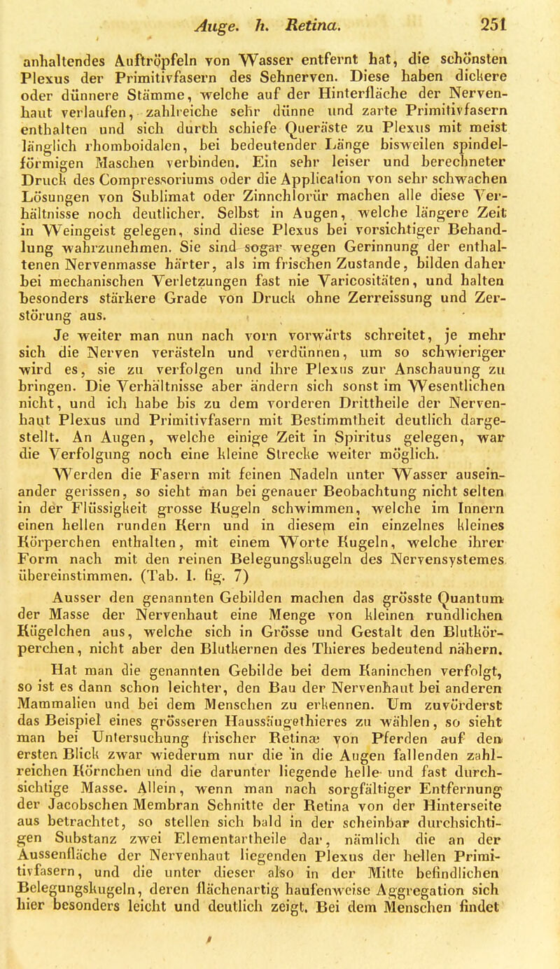 anhaltendes Auftröpfeln von Wasser entfernt hat, die schönsten Plexus der Primitivfasern des Sehnerven. Diese haben dickere oder dünnere Stämme, welche auf der Hinterfläche der Nerven- haut verlaufen, zahlreiche sehr dünne und zarte Primitivfasern enthalten und sich durch schiefe Queräste zu Plexus mit meist länglich rhomboidalen, bei bedeutender Länge bisweilen spindel- förmigen Maschen verbinden. Ein sehr leiser und berechneter Druck des Compres,soriums oder die Application von sehr schwachen Lösungen von Sublimat oder Zinnchlorür machen alle diese Yer- hältnisse noch deutlicher. Selbst in Augen, welche längere Zeit in Weingeist gelegen, sind diese Plexus bei vorsichtiger Behand- lung wahrzunehmen. Sie sind strgar wegen Gerinnung der enthal- tenen Nervenmasse härter, als im frischen Zustande, bilden daher hei mechanischen Verletzungen fast nie Varicositäten, und halten tesonders stärkere Grade von Druck ohne Zerreissung und Zer- störung aus. Je weiter man nun nach vorn vorwärts schreitet, je mehr sich die Nerven verästeln und verdünnen, um so schwieriger wird es, sie zu verfolgen und ihre Plexus zur Anschauung zu bringen. Die Verhältnisse aber ändern sich sonst im Wesentlichen nicht, und ich habe bis zu dem vorderen Drittheile der Nerven- haijt Plexus und Primitivfasern mit Bestimmtheit deutlich darge- stellt. An Augen, welche einige Zeit in Spiritus gelegen, war die Verfolgung noch eine kleine Strecke weiter möglich. Werden die Fasern mit feinen Nadeln unter Wasser ausein- ander gerissen, so sieht man bei genauer Beobachtung nicht selten in der Flüssigkeit grosse Kugeln schwimmen, welche im Innern einen hellen runden Kern und in diesepi ein einzelnes kleines Körperchen enthalten, mit einem Worte Kugeln, welche ihrer Form nach mit den reinen Belegungskugeln des Nervensystemes. übereinstimmen. (Tab. L fig. 7) Ausser den genannten Gebilden machen das grösste Quantum der Masse der Nervenhaut eine Menge von kleinen rundlichen Kügelchen aus, welche sich in Grösse und Gestalt den Blutkör- perchen, nicht aber den Blutkernen des Thieres bedeutend nähern. Hat man die genannten Gebilde bei dem Kaninchen verfolgt, so ist es dann schon leichter, den Bau der Nervenhaut bei anderen Mammalien und bei dem Menschen zu erkennen. Um zuvörderst das Beispiel eines grösseren Haussäugethieres zu wählen, so sieht man bei Untersuchung frischer Retinaj yon Pferden auf den ersten Blick zwar wiederum nur die in die Augen fallenden zahl- reichen Körnchen und die darunter liegende helle und fast durch- sichtige Masse. Allein, wenn man nach sorgfältiger Entfernung der Jacobschen Membran Schnitte der Retina von der Hinterseite aus betrachtet, so stellen sich bald in der scheinbar durchsichti- gen Substanz zwei Elementartheile dar, nämlich die an der Aussenfläche der Nei'venhaut liegenden Plexus der hellen Primi- tivfasern, und die unter dieser also in der Mitte befindlichen Belegungskugeln, deren Ilächenartig haufenweise Aggregation sich hier besonders leicht und deutlich zeigt. Bei dem Menschen findet