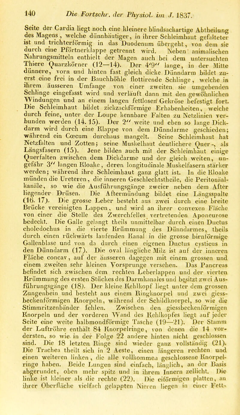 Seite der Cardia liegt noch eine kleinere blindsacltartige Äbtheilung des Magens, welche dünnhäutiger, in ihrer Schleimhaut gefalteter ist und trichterförmig in das Duodenum übergeht, von dem sie durch eine Pförtnerklappe getrennt wird. Neben' animalischen Nahrungsmitteln enthielt der Magen auch bei dem untersuchten Thiere Quarzltörner (12—14). Der 4'9 lange, in der Mitte dünnere, vorn und hinten fast gleich dicke Dünndarm bildet zu- erst eine frei in der Bauchhöhle flottirende Schlinge , welche in ihrem äusseren Umfange von einer zweiten sie umgebenden Schlinge eingefasst wird und verläuft dann mit den gewöhnlichen Windungen und an einem langen fettlosen Gekröse befestigt fort. Die Schleimhaut bildet zickzackförmige Erhabenheiten, welche durch feine, unter der Loupe kennbare Falten zu Netzlinien yer- bunden werden (l4. 15). Der 2 Aveite und eben so lange Dick- darm wird durch eine Klappe von dem Dünndarme geschieden; während ein Coecum durchaus mangelt. Seine Schleimhaut hat Netzfälten und Zotten; seine Muskelhaut deutlichere Quer-, als Längsfasern (15). Jene bilden auch mit der Schleimhaut einige Querfalten zwischen dem Dickdarme und der gleich weiten, un- gefähr 3 langen Kloake , deren longiludinale Muskelfasern stärker werden; während ihre Schleimhaut ganz glatt ist. In die Kloake münden die üreteren, die inneren Geschlechtstheile, die Peritonäal- kanäle, so wie die Ausführungsgänge zweier neben dem After liegender Drüsen. Die Aftermündung bildet eine Längsspalte (16. 17). Die grosse Leber besteht aus zwei durch eine breite Brücke vereinigten Lappen, und wird an ihrer convexen Fläche von einer die Stelle des Zwerchfelles vertretenden Aponeurose bedeckt. Die Galle gelangt theils unmittelbar durch einen Ductus choledochus in die vierte Krümmung des Dünndarmes, theils durch einen rückwärts laufenden Kanal in die grosse birnförraige Gallenblase und von da durch einen eigenen Ductus cysticus in den Dünndarm (17). Die oval längliche Milz ist auf der inneren Fläche concav, auf der äusseren dagegen mit einem grossen und einem zweiten sehr kleinen Vorsprunge versehen. Das Pancreas befindet sich zwischen dem rechten Leberlappen und der vierten Krümmung des ersten Stückes des Darmkanales und besitzt zwei Aus- führungsgänge (18). Der kleine Kehlkopf liegt unter dem grossen Zungenbein und besteht aus einem Ringknarpel und zwei giess- beckenförmigen Knorpeln, während der Schildknorpel, so wie die Stimmritzenbänder fehlen. Zwischen, den giessbeckenförmigen Knorpeln und der vorderen Wand des Kehlkopfes liegt auf jeder Seite eine weite halbmondförmige Tasche (19—21). Der Stamm der Luftröhre enthält 84 Knorpelringe, von denen die 14 vor- dersten, so wie in der Folge 22 andere hinten nicht geschlossen sind. Die 18 lelztea Ringe sind wieder ganz vollständig (21). Die Trachea theilt sich in 2 Aeste, einen längeren rechten und einen weiteren linken , die alle vollkomme.i geschlossene Knorpel- ringe haben. Beide Lungen sind einfach, länt^lich, an der Basis abgerundet, oben mehr spitz und in ihrem Innern zellicht. Die linke ist kleiner als die rechte (22). Die eiförmigen platten, an ihrer Oberfläche vielfach gelappten Nieren liegen in einer Fell-