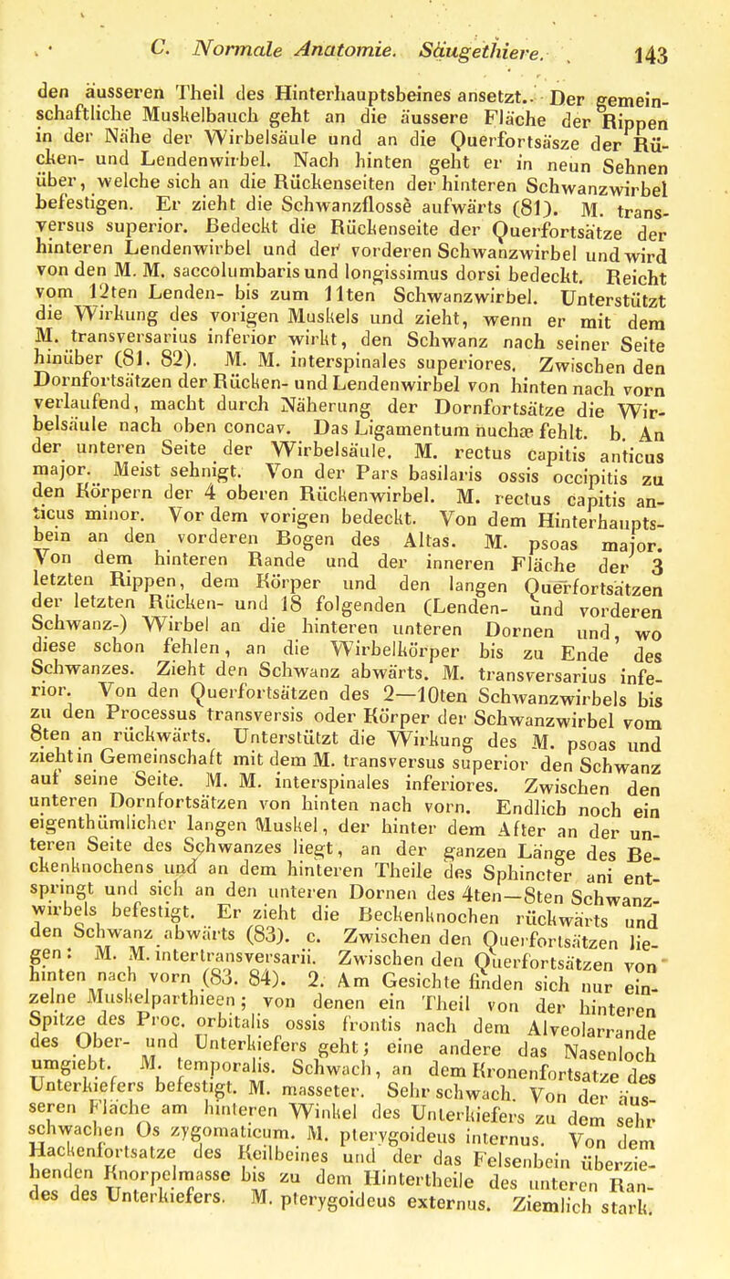 den äusseren Theil des Hinterhauptsbeines ansetzt.. Der eemein- schaftliche Muskelbaucli geht an die äussere Fläche der Rippen in der Nähe der Wirbelsäule und an die Querfortsäsze der Rü- chen- und Lendenwirbel. Nach hinten geht er in neun Sehnen über, welche sich an die Rückenseiten der hinteren Schwanzwirbel befestigen. Er zieht die Schwanzflosse aufwärts (81). RI. trans- versus superior. Bedeckt die Rückenseite der Querfortsätze der hinteren Lendenwirbel und dei^ vorderen Schwanzwirbel und wird von den M. M. saccolumbaris und longissimus dorsi bedeckt. Reicht vom 12ten Lenden- bis zum Ilten Schwanzwirbel. Unterstützt die Wirkung des vorigen Muskels und zieht, wenn er mit dem M. transversarius inferior wirkt, den Schwanz nach seiner Seite hinüber (81. 82). M. M. interspinales superiores, Zwischen den Dornfortsätzen der Rücken- und Lendenwirbel von hinten nach vorn verlaufend, macht durch Näherung der Dornfortsätze die Wir- belsäule nach oben concav. Das Ligamentum huchce fehlt, b An der unteren Seite der Wirbelsäule. M. rectus capitis anticus major. Meist sehnigt. Von der Pars basilaris ossis occipitis zu den Körpern der 4 oberen Rückenwirbel. M. rectus capitis an- ticus minor. Vor dem vorigen bedeckt. Von dem Hinterhaupts- bein an den vorderen Bogen des Altas. M. psoas major. Von dem hinteren Rande und der inneren Fläche der 3 letzten Rippen, dem Körper und den langen Querfortsätzen der letzten Rücken- und 18 folgenden (Lenden- und vorderen Schwanz-) Wirbel an die hinteren unteren Dornen und wo diese schon fehlen, an die Wirbelkörper bis zu Ende des Schwanzes. Zieht den Schwanz abwärts. M. transversarius infe- rior. Von den (^uerfortsätzen des 2—lOten Schivanzwirbels bis zu den Processus transversis oder Körper der Schwanzwirbel vom 8ten an rückwärts. Unterstützt die Wirkung des M. psoas und zieht in Gemeinschaft mit dem M. transversus superior den Schwanz auf seine Seite. M. M. interspinales inferiores. Zwischen den unteren Dornfortsätzen von hinten nach vorn. Endlich noch ein eigenthümlicher langen Muskel, der hinter dem After an der un- teren Seite des Schwanzes liegt, an der ganzen Länge des Be ckenknochens und an dem hinteren Theile des Sphincter ani ent springt und sich an den unteren Dornen des 4ten-8ten Schwanz- Wirbels befestigt. Er zieht die Beckenknochen rückwärts und den Schwanz abwärts (83). c. Zwischen den Oue.forlsätzen lie- gen: M. M. interli-cinsversarii. Zwischen den (luerfortsätzen von hmten nach vorn (83. 84). 2. Am Gesichte finden sich nur ein- zelne Muskelparthieen; von denen ein Theil von der hinteren Spitze des Proc. orbitalis ossis frontis nach dem Alveolarrande des Ober- und Unterkiefers geht; eine andere das Nasenloch umgiebt. M temporahs. Schwach, an dem Kronenfortsatze des Unterkiefers befestigt. M. masseter. Sehr schwach. Von der äus seren Flache am hinteren Winkel des Unterkiefers zu dem sehr schwachen Os zygomat.cum. M. ptervgoideus internus. Von dem Hac eniortsatze des Keilbeines u-ul der das Felsenbein überzT- henden Knorpelmasse bis zu dem Hinterthcile des unteren Ran- des des Unterkiefers, M. pterygoideus externus. Ziemlich stark