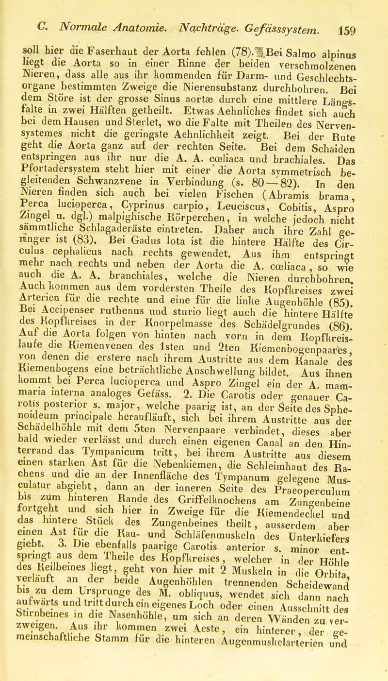 soll hier die Faserhaut der Aorta fehlen (78).1,Bei SaImo alpinus liegt die Aorta so in einer Rinne der beiden yerschmolzenen Nieren, dass alle aus ihr kommenden für Darm- und Geschlechts- organe bestimmten Zweige die Nierensubstanz durchbohren. Bei dem Störe ist der grosse Sinus aortae durch eine mittlere Längs- falte in zwei Hälften getheilt. Etwas Aehnliches findet sich auch bei dem Hausen und Sterlet, wo die Falte mit Theilen des Nerven- systemes nicht die geringste Aehnlichkeit zeigt. Bei der Rute geht die Aorta ganz auf der rechten Seite. Bei dem Sebalden entspringen aus ihr nur die A. A. cceliaca und brachiales. Das Pfortadersystem steht hier mit einer'die Aorta symmetrisch be- gleitenden Schwanzvene in Verbindung (s. 80 — 82). In den Nieren finden sich auch bei yielen Fischen (Abramis brama Perca lucioperca, Cyprinus carpio, Leuciscus, Cobilis, Aspro' Zmgel u. dgl.) malpighische Körperchen, in welche jedoch nicht sammthche Schlagaderäste eintreten. Daher auch ihre Zahl ge- ringer ist (83). Bei Gadus Iota ist die hintere Hälfte des Cir- culus cephaiicus nach rechts gewendet. Aus ihm entspringt mehr nach rechts und neben der Aorta die A. cceliaca , so wie auch die A. A. branchiales, welche die Nieren durchbohren Auch kommen aus dem vordersten Theile des Kopfkreises zwei Arterien für die rechte und eine für die linke Augenhöhle (85) Bei Accipenser ruthenus und sturio liegt auch die hintere Hälfte des Kopfkreises in der Knorpelmasse des Schädelgrundes (86). Auf die Aorta folgen von hinten nach vorn in dem Kopfkreis- laufe die Kiemenvenen des Isten und 2ten Kiemenbogenpaartes von denen die erstere nach ihrem Austritte aus dem Kanäle des Kiemenbogens eine beträchtliche Anschwellung bildet. Aus ihnen kommt bei Perca lucioperca und Aspro Zingel ein der A mara- maria interna analoges Gefäss. 2. Die Carotis oder genauer Ca- rotis posterior s. major, welche paarig ist, an der Seite des Sphe- noideum pnncipale heraufläuft, sich bei ihrem Austritte aus der bchadelhohle mit dem 5ten Nervenpaare verbindet, dieses aber bald wieder verlässt und durch einen eigenen Canal an den Hin terrand das Tympanicum tritt, bei ihrem Austritte aus diesem einen starken Ast für die Nebenkiemen, die Schleimhaut des Ra- chens und die an der Innenfläche des Tympanum gelegene Mus culatur abgiebt, dann an der inneren Seite des Praeoperculum bis zum hinteren Rande des Griffelknochens am Zangenbeine fortgeht und sich hier in Zweige für die Kiemendeckel und das hintere Stuck des Zungenbeines theiit, ausserdem aber einen Ast für die Kau- und Schläfenrouskeln des Unterkiefers giebt. 6. Die ebenfalls paarige Carotis anterior s. minor Pnf springt aus dem Theile des Kopfltreises, welcher in der Höhle des Keilbeines hegt, geht von hier mit 2 Muskeln in die Orbita verlauft an der beide Augenhöhlen trennenden Scheidewand bis zu dem Ursprünge des M. obliquus, wendet sich dann nach aufwärts und tritt durch ein eigenes Loch oder einen Ausschnitt des Stirnbeines in die Nasenhöhle, um sich an deren Wänden zu ver- zweigen. Aus ihr kommen zwei Aeste , ein hinterer, .^er ge- meinschafthche Stamm für die hinteren Augenmuskelarterien und