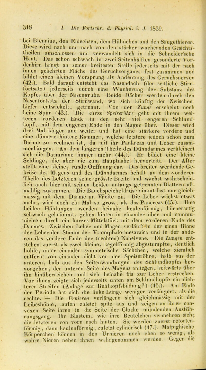 bei Blennius, den Eidechsen, dem Hülmchen und den Säugethiereit. Diese wird nach und nach von den stärker wuchernden Gesichts- theilen umschlossen und verwandelt sich in die Schneider'sche Haut. Das schon schwach in zwei Seitenhälf'ten gesonderte Vor- derhirn hängt an seiner breitesten Stelle jederseits mit der nach innen gekehrten Fläche des Geruchsorganes fest zusammen und bildet einen kleinen Vorsprung als Andeutung des Geruchsnerven (42.). Bald darauf entsteht das Nasendach (der seitliche Stirn- fortsatz) jederseits durch eine Wucherung der Substanz des Kopfes über der Nasengrube. Beide Dächer werden durch den Nasenfortsatz der Stirnwand, wo sich künftig der Zwischen- kiefer entwickelt, getrennt. Von der Zunge erscheint noch keine Spur (43.). Die kurze Speiseröhre geht mit ihrem wei- teren vorderen Ende in den sehr viel engeren Schlund- kopf, mit dem engeren Ende in den Magen über. Dieser wird drei Mal langer und weiter und hat eine stärkere vordere und eine dünnere hintere Kammer, welche letztere jedoch schon zum Darme zu rechnen ist, da mit ihr Pankreas und Leber zusam- menhängen. An dem längeren Theile des Dünndarmes verkleinert sich die Darmrinne immer mehr (44.). Er bildet eine kleine Schlinge, die aber nie zum Hauptnabel hervortritt. Der After stellt eine kleine, runde Oeffnung dar. Das breiter werdende Ge- kröse des Magens und des Dünndarmes behält an dem vorderen Theile des Letzteren seine grösste Breite und wächst wahrschein- lich auch hier mit seinen beiden anfangs getrennten Blättern all- mählig zusammen. Die Bauchspeicheldrüse nimmt fast nur gleich- massig mit. dem Darme an Weite zu. Die Leber wächst etwas mehr, wird noch ein Mal so gross, als das Pancreas (45.). Ihre beiden Höhlungen werden beinahe keulenförmig, hörnerartig schwach gekrümmt, gehen hinten in einander über und commu- niciren durch ein kurzes Mittelstück mit dem vorderen Ende des Darmes. Zwischen Leber und Magen verläuft-in der einen Rinne der Leber der Stamm der V. omphalo-mesaraica und in der ande- ren das vordere Ende der (rechten) Nabelvene. Die Lungen ent- stehen zuerst als zwei kleine, kegelförmig abgestumpfte, deutlich hohle, unter einander symmetrische Säckchen, weiche ziemlich entfernt von einander dicht vor der Speiseröhre, halb aus der unteren, halb aus den Seitenwandungen des Schlundkopfes her- vorgehen, der unteren Seite des Magens anliegen, seitwärts über ihn hinüberreichen und sich beinahe bis zur Leber erstrecken. Vor ihnen zeigte sich jederseits unten am Schlundkopfe ein dich- terer Streifen (Anlage zur Kehlkopfsbildung?) (46.). Am Ende der Periode hat sich die linke Lunge weniger verlängert, als die rechte. — Die Urniercn verlängern sich gleichmässig mit der Leibeshöhle, laufen zuletzt spitz aus und zeigen an ihrer con- vexen Seite ihren in die Seite der Cloake mündenden Ausfüh- rungsgang. Ihr Blastem, wie ihre Bcutclchen vermehren sich; die letzteren von vorn nach hinten. Sie werden zuerst retorten- fö'rmig, dann keulenförmig, zuletzt cylindrisch (47.). Malpighischc Körperchen können in den Urniercn noch eben so wenig, als wahre Nieren neben ihnen wahrgenommen werden. Gegen die