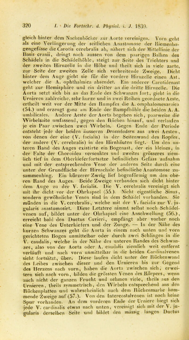 gleich hinter dem Nachenhöclier zur Aorte vereinigen. Vorn geht als eine Verlängerung der seitlichen Anastomose der Kiemen bo- gengefässe die Carotis cerebralis ab, nähert sich der Mittellinie der Basis dranü, dringt nach aussen von dem paar igen Balken des Schädels in die Schädelhöhle, steigt zur Seite des Trichters und der zweiten Hirnzelle in die Höhe und theilt sich in viele zarte, zur Seite der zweiten Zelle sich verbreitende Zweige. Dicht hinler dem Auge giebt sie für die vordere Hirnzelle einen Ast, welcher die A. Ophthalmien absendet. Ein anderer Carotidenast geht zur Hemisphäre und ein dritter an die dritte Hirnzelle. Die Aorta setzt sich bis an das Ende des Schwanzes fort, giebt in die Urnieren zahlreiche, sehr kurze und in zwei Keinen geordnete Aeste, ertheilt weit vor der Mitte des Rumpfes die A. omphalomesaraica (54.) und erzeugt ganz am Ende der Rumpfhöhle die beiden A. A. umbilicales. Andere Aeste der Aorta begeben sich, paarweise die Wirbelsaite umfassend, gegen den Küchen hinauf, und verlaufen je ein Paar zwischen zwei Wirbeln. Gegen Ende der Periode entsteht jede der beiden äusseren Drosseladern aus zwei Aesten, von denen der eine (V. facialis) in der Seitenwand des Kopfes, der andere (V. cerebralis) in den Hirnhäuten liegt. Um den un- teren Rand des Auges existirte ein Bogenast, der ein kleines, in der Falte der Choroidea versenktes und zweites grösseres ziem- lich tief in dem Oberkieferfortsatze befindliches Gefass aufnahm und mit der entsprechenden Vene der anderen Seite durch eine unter der Grundfläche der Hirnschale befindliche Anastomose zu- sammenhing. Ein kürzerer Zweig lief bogenförmig um den obe- ren Rand des Auges. Beide Zweige verbanden sich dicht hinter dem Auge zu der V- facialis. Die V. cerebralis vereinigt sich mit ihr dicht vor der Ohrkapsel (55.). Nicht eigentliche Sinus, sondern gewöhnliche Venen sind in dem Schädel vorhanden. Sie münden in die V. cerebralis, welche mit der V. facialis zur V. ju- gularis anastomosirt. Diese Letztere nimmt selbst noch Schädel- venen auf, bildet unter der Ohrkapsel eine Anschwellung (56.), erreicht bald den Ductus Cuvieri, empfängt aber vorher noch eine Vene des Unterkiefers und der Zunge. — In der Nähe des kurzen Schwanzes geht die Aorta in einem nach unten und vorn gerichteten Bogen unmittelbar oder durch zwei Schlingen in die V. caudalis, welche in der Nähe des unteren Randes des Schwan- zes, also von der Aorta oder A. caudalis ziemlieh weit entfernt verläuft und nach vorn unmittelbar in die beiden Cardinairenen sieht fortsätzt, über. Diese laufen dicht unter der Rücken wand des Leibes zwischen dieser und den Urnieren bis zur Gegend des Herzens nach vorn, haben die Aorta zwischen sich, erwei- tern sich nach vorn, bilden die grössten Venen des Körpers, wenn auch nicht der ganzen Frucht und nehmen viele, theils aus den Urnieren, theils symmetrisch, den Wirbeln entsprechend aus den Rückenplatten und wahrscheinlich auch dem Rüchcnmarhe kom- mende Zweige auf (57.). Von den Inlercostalvenen ist noch keine Spur vorhanden. An dem vorderen Ende der Urnierc biegt sich jede V. cardinalis etwas nach unten, vereinigt sich mit der V. ju- gularis derselben Seite und bildet den massig langen Ductus